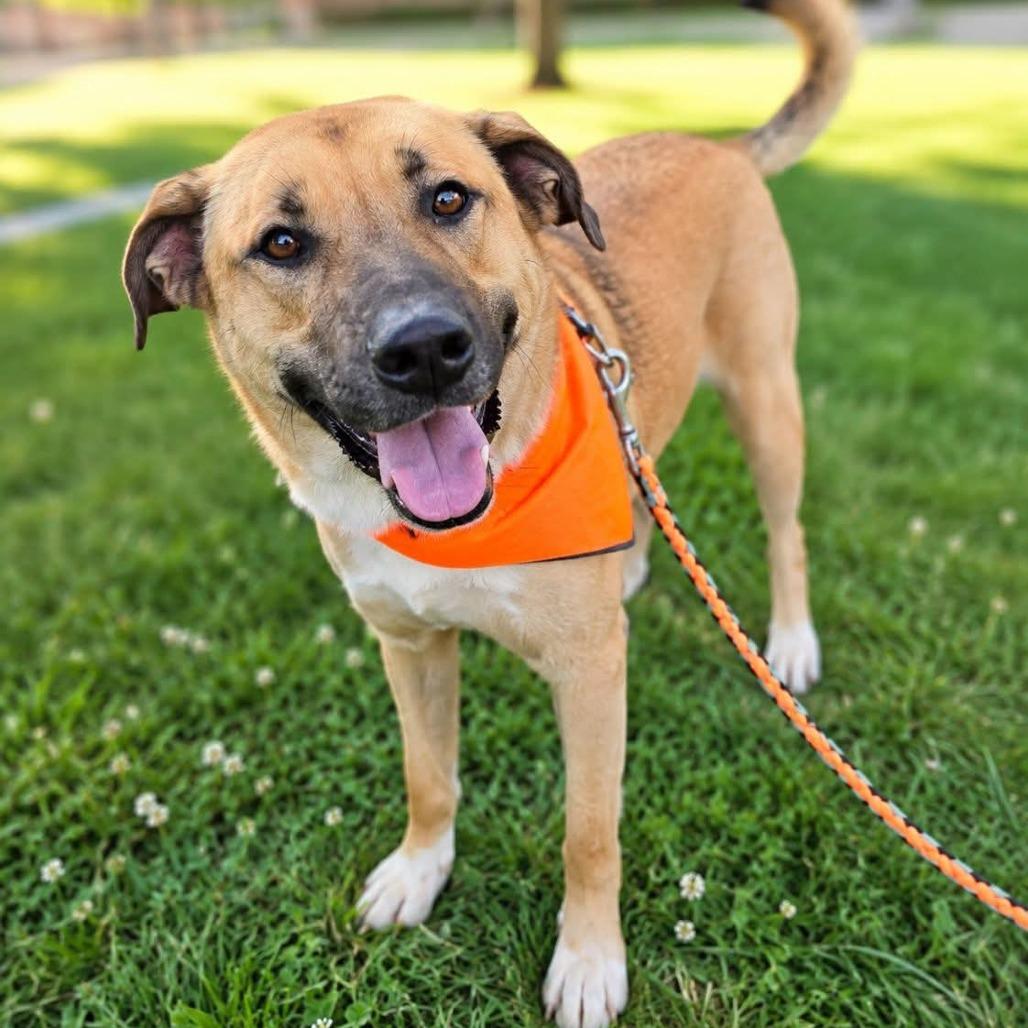 Enlarge Quincy, a Adoptable mixed breed in Memphis, TN image 1/6