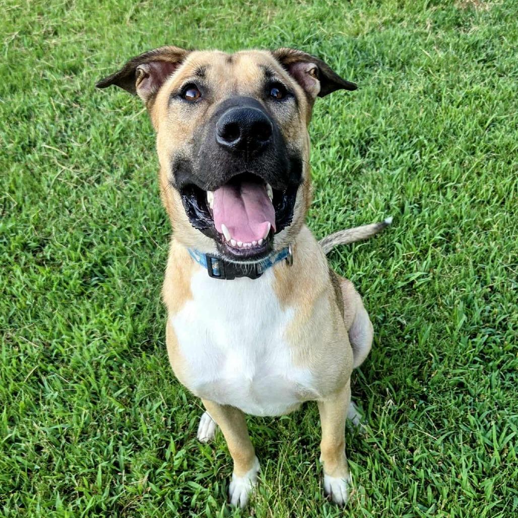 Enlarge Quincy, a Adoptable mixed breed in Memphis, TN image 1/3