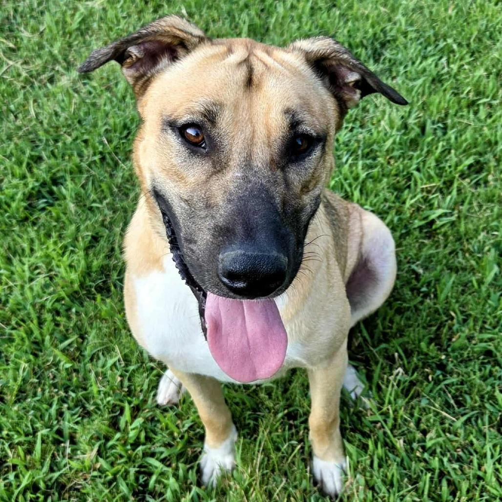 Enlarge Quincy, a Adoptable mixed breed in Memphis, TN image 3/3