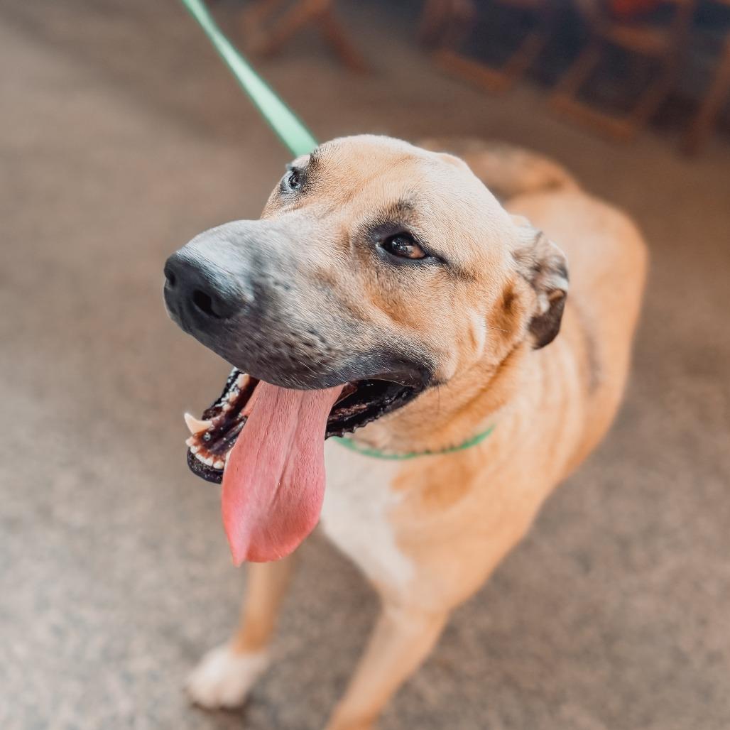 Enlarge Quincy, a Adoptable mixed breed in Memphis, TN image 2/5