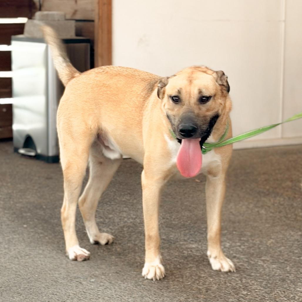 Enlarge Quincy, a Adoptable mixed breed in Memphis, TN image 3/5