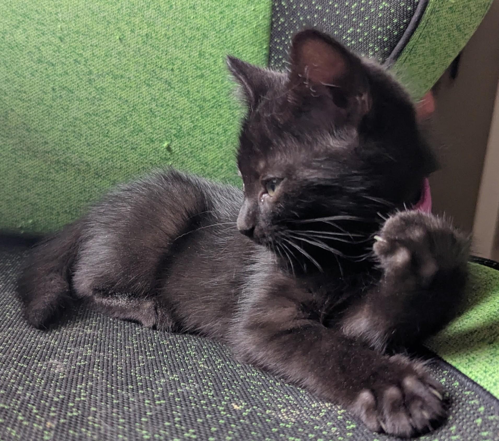 Raspberry, a ADOPTABLE American Shorthair in Rochester, NY image 2/3