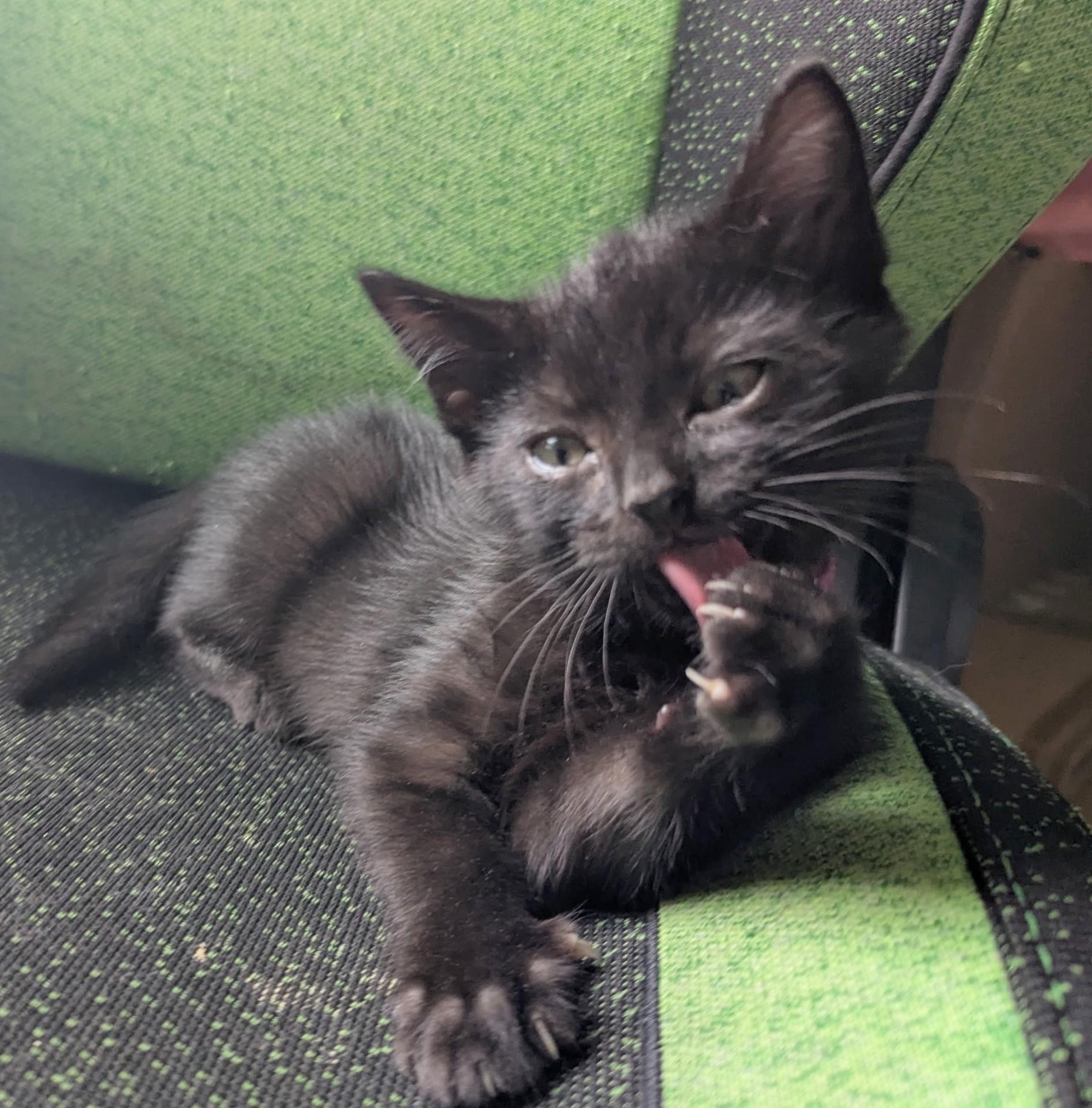 Raspberry, ADOPTABLE, Young Male American Shorthair.