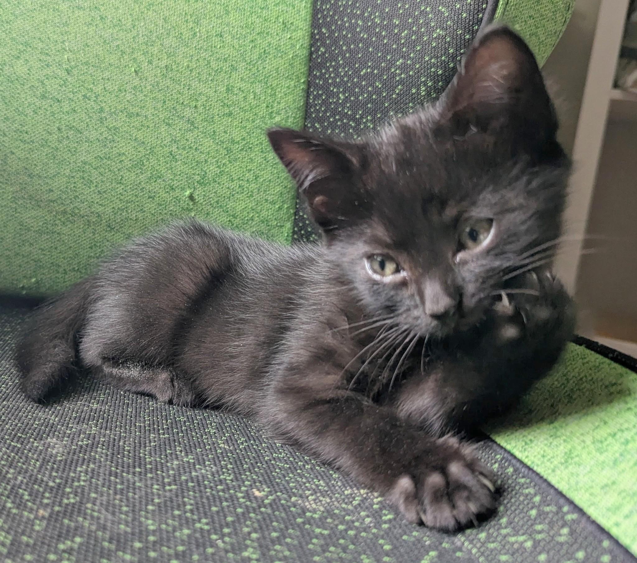 Raspberry, a ADOPTABLE American Shorthair in Rochester, NY image 3/3