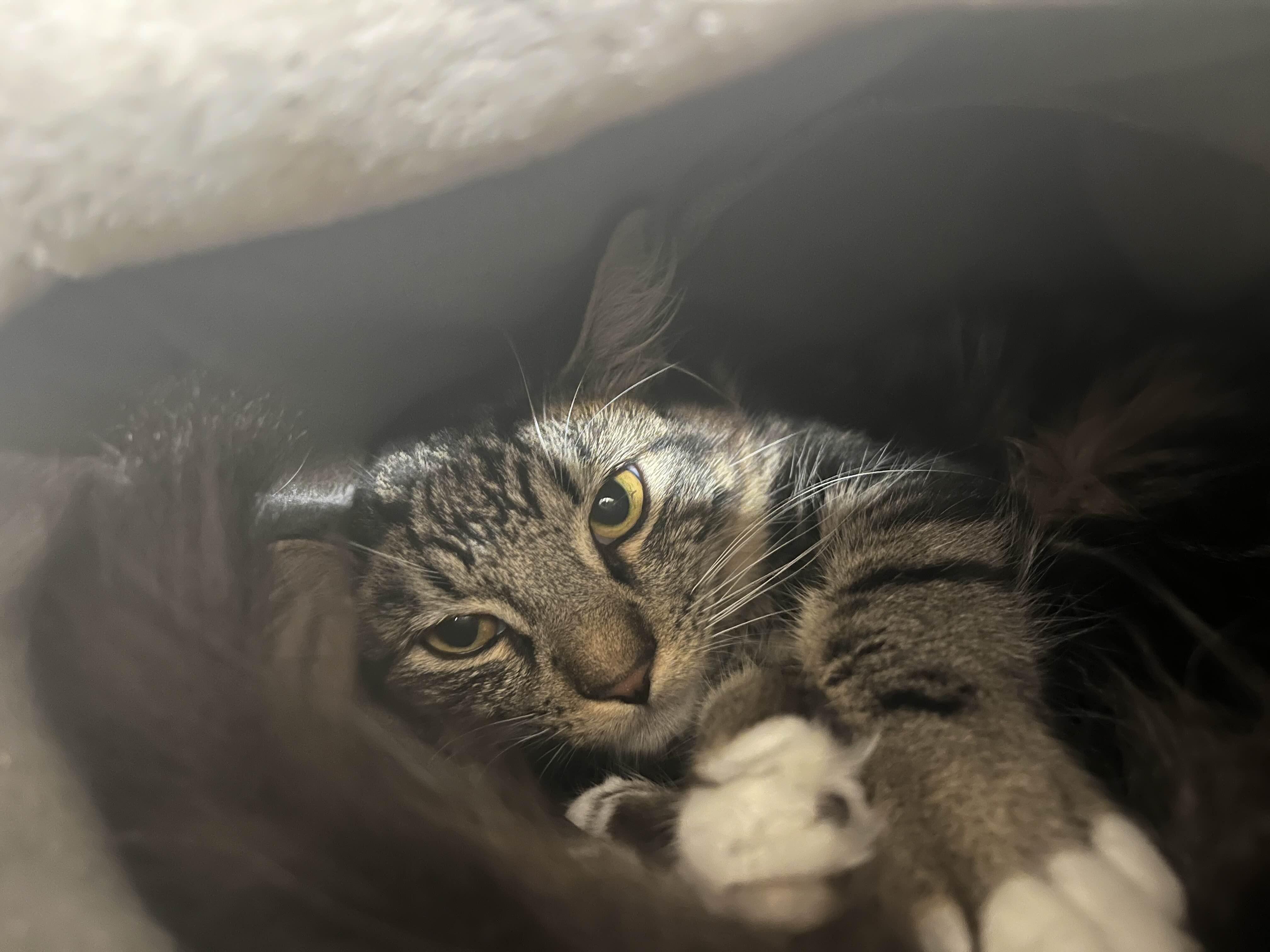 Enlarge Minnow, a ADOPTABLE Domestic Medium Hair in San Luis Obispo, CA image 1/3