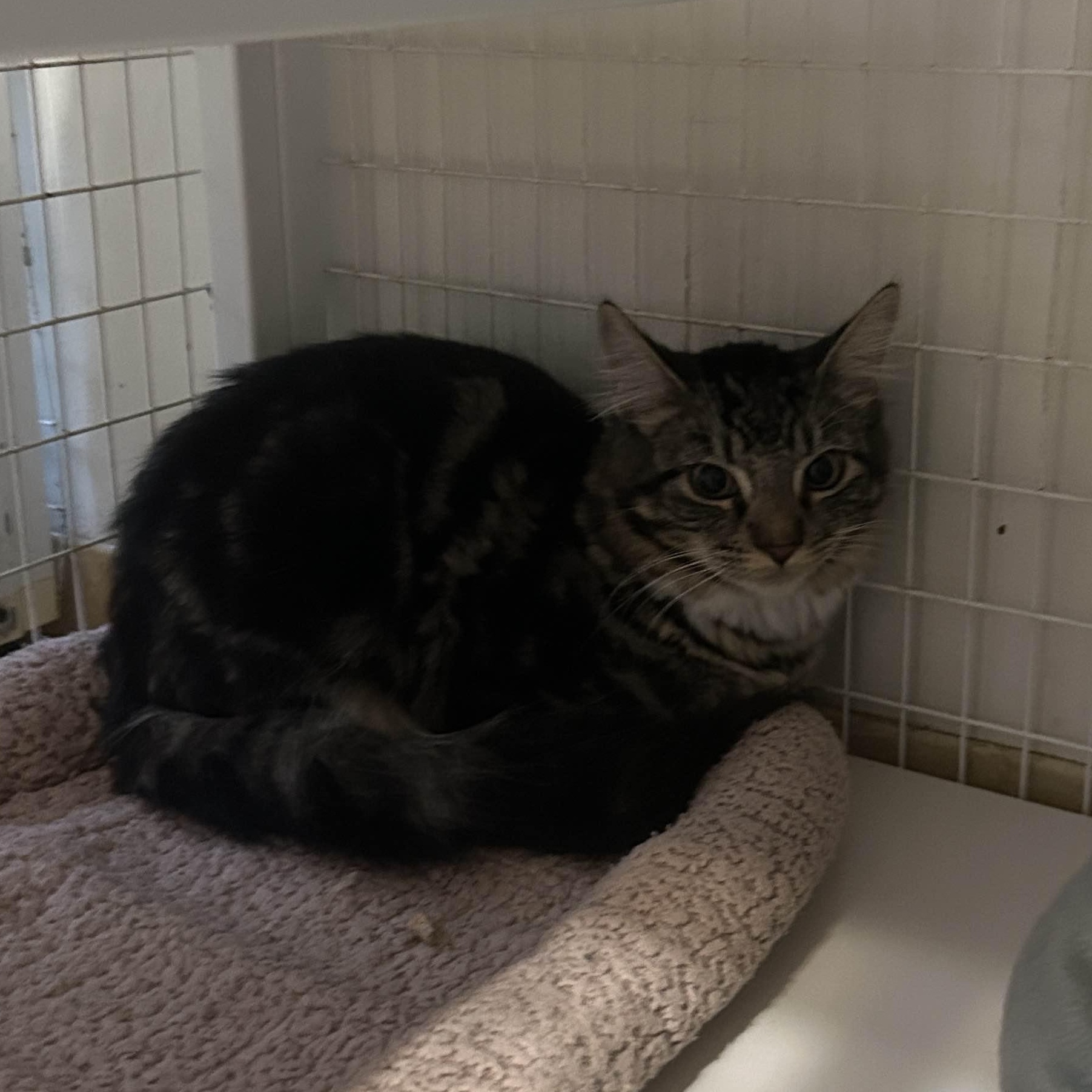 Minnow, a ADOPTABLE Domestic Medium Hair in San Luis Obispo, CA image 2/4