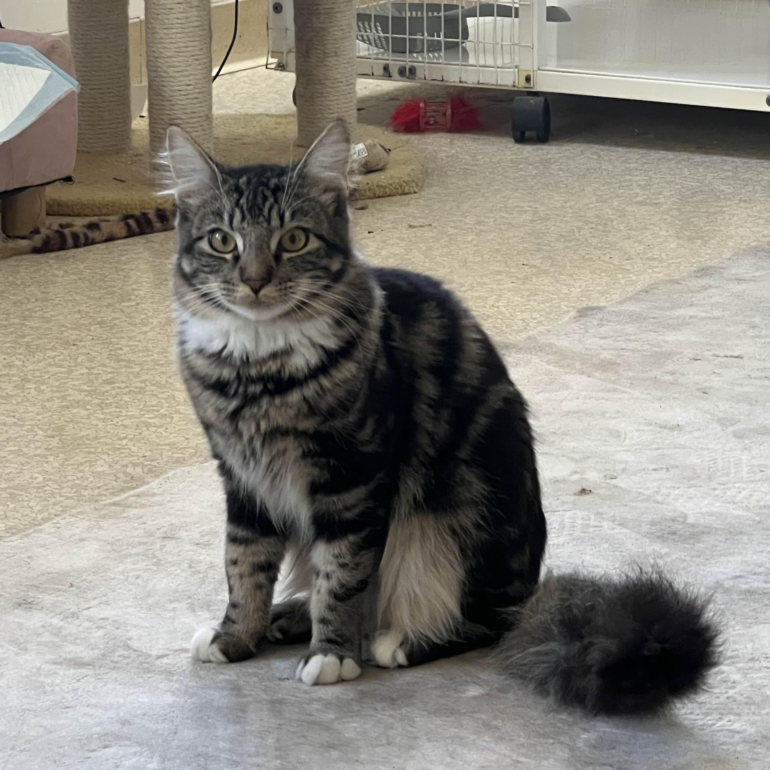 Minnow, a ADOPTABLE Domestic Medium Hair in San Luis Obispo, CA image 1/4