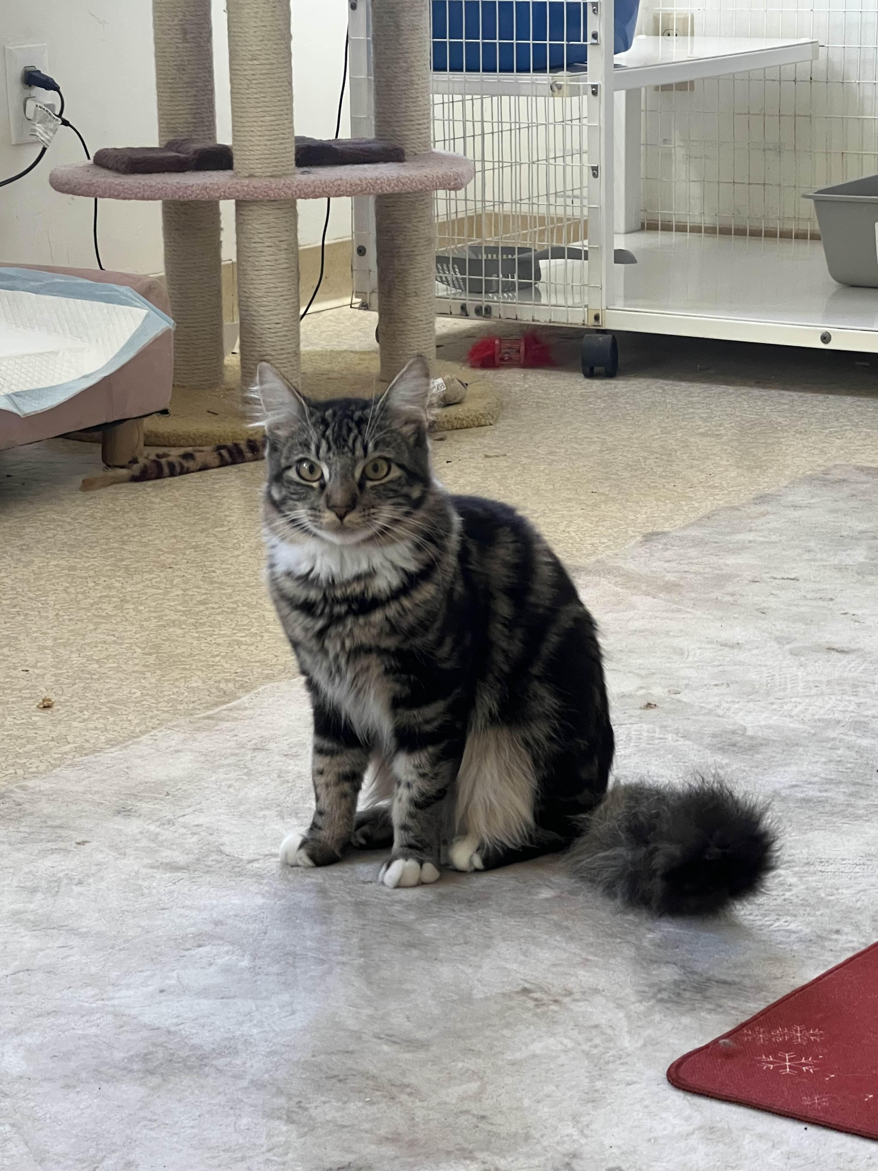 Enlarge Minnow, a ADOPTABLE Domestic Medium Hair in San Luis Obispo, CA image 3/3