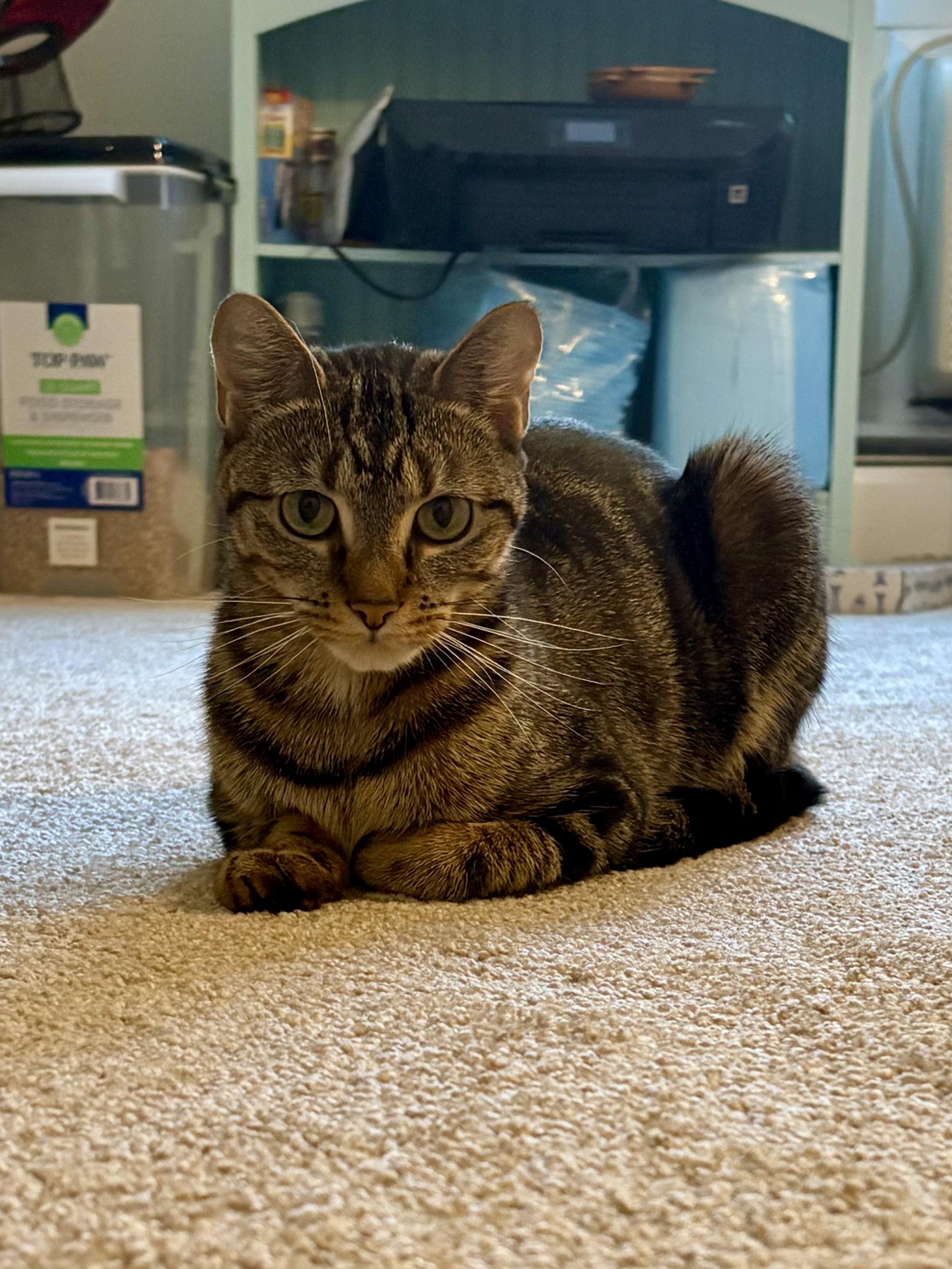 Enlarge Tessa, a ADOPTABLE Domestic Short Hair in Andover, CT image 2/6