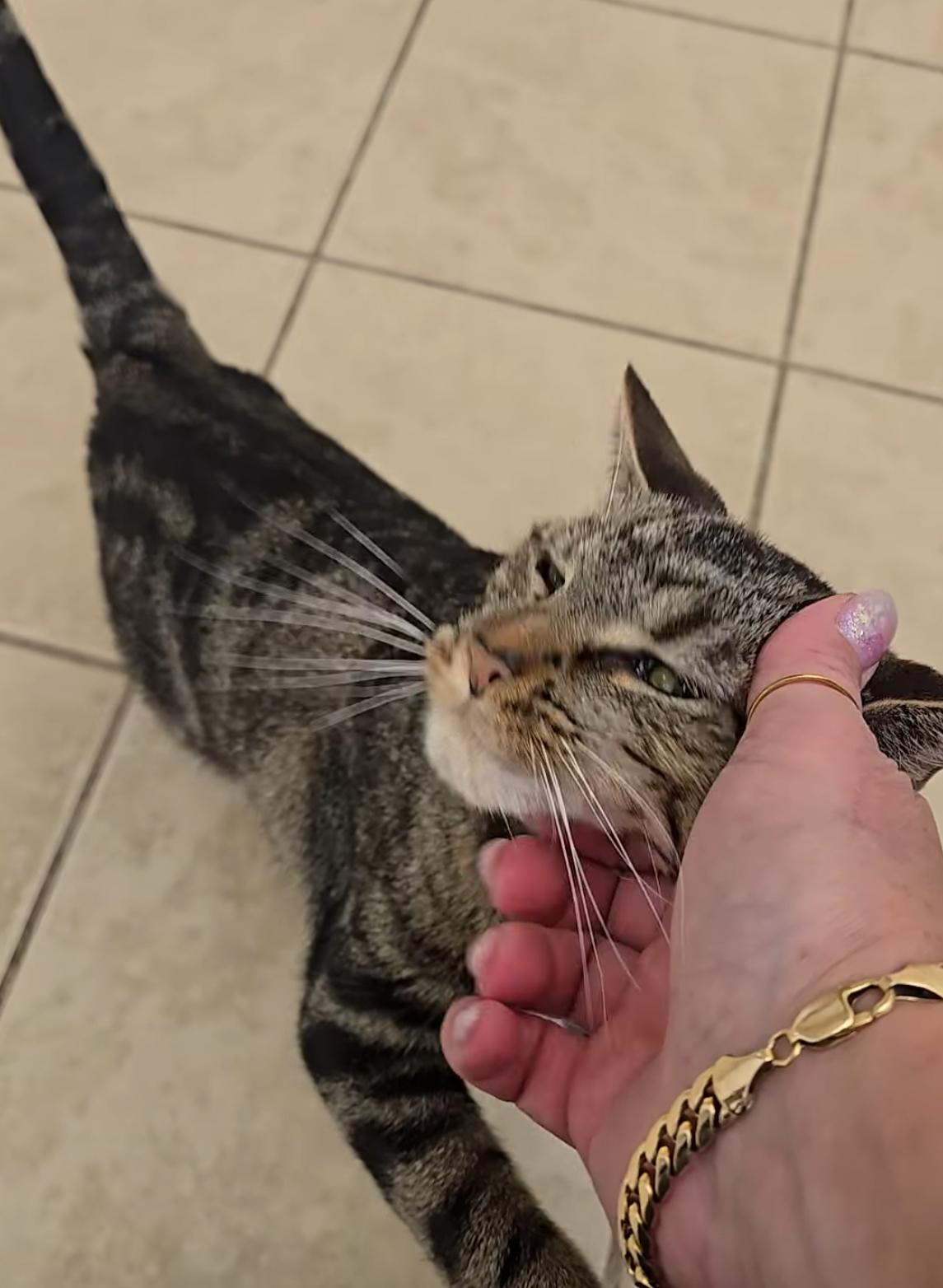 Enlarge Tessa, a ADOPTABLE Domestic Short Hair in Andover, CT image 5/6