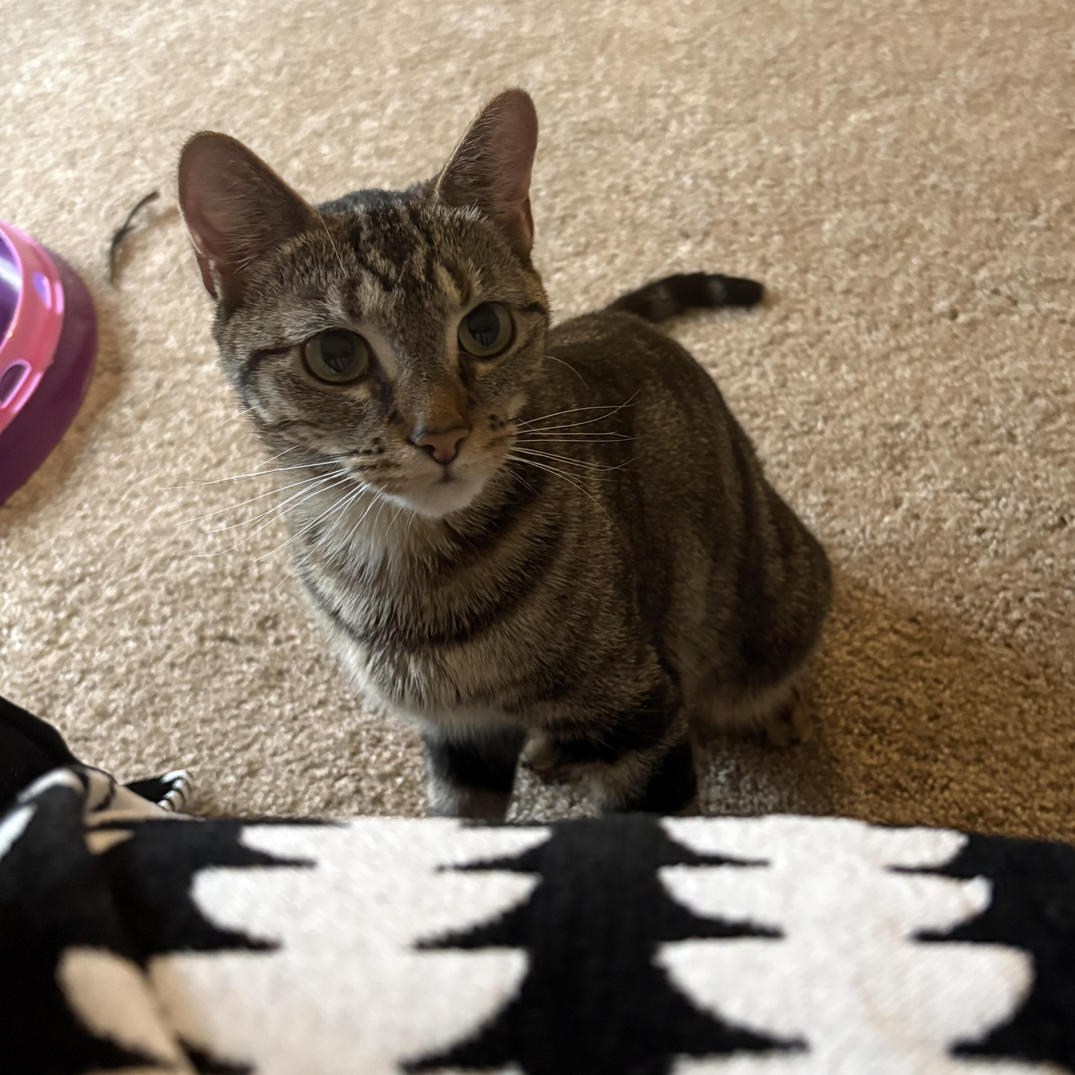 Enlarge Tessa, a ADOPTABLE Domestic Short Hair in Andover, CT image 6/6