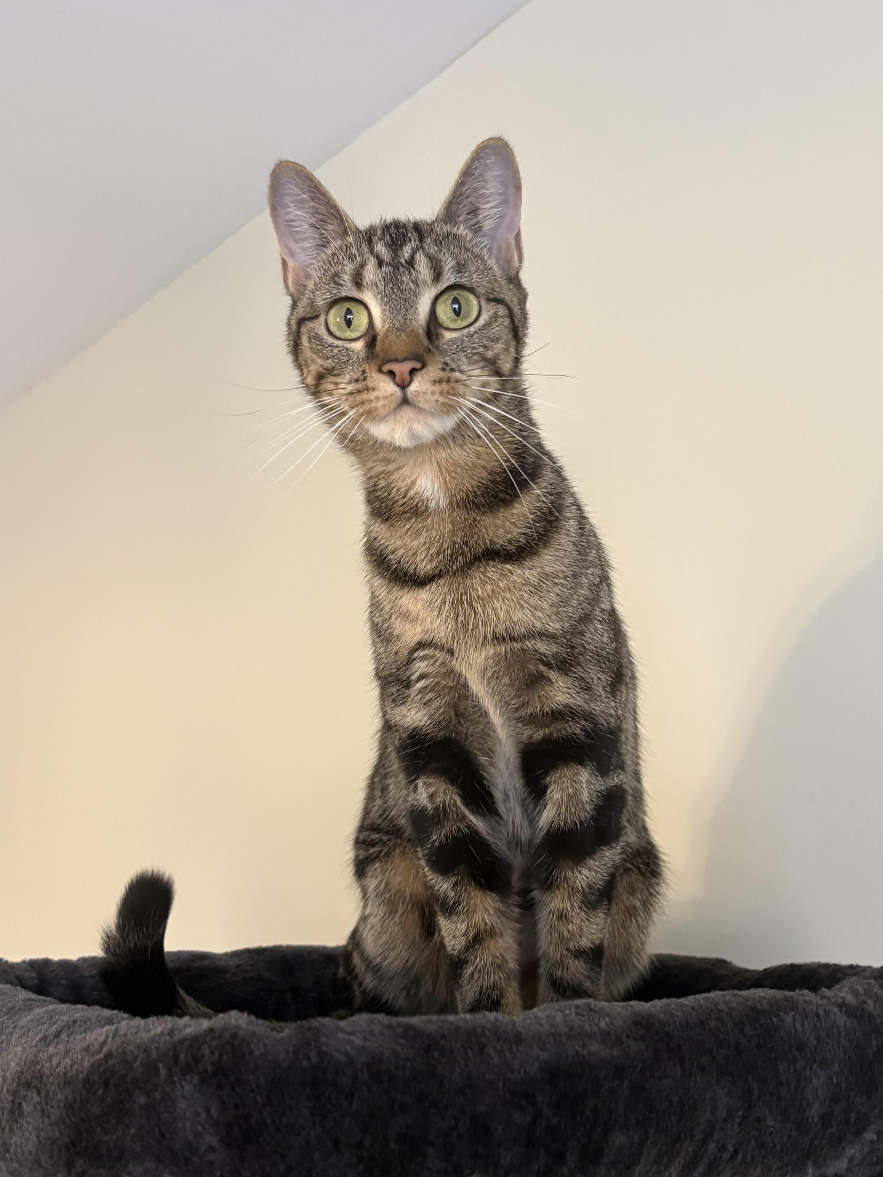 Enlarge Tessa, a ADOPTABLE Domestic Short Hair in Andover, CT image 1/6