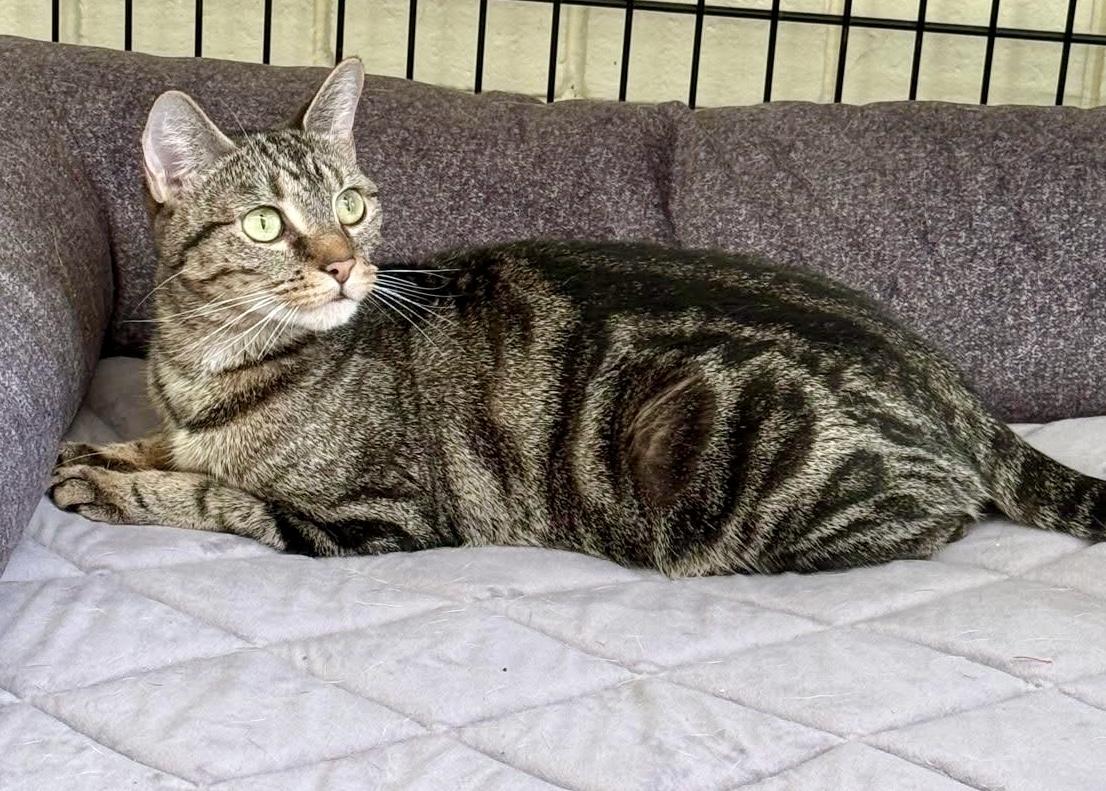 Enlarge Tessa, a ADOPTABLE Domestic Short Hair in Andover, CT image 4/6