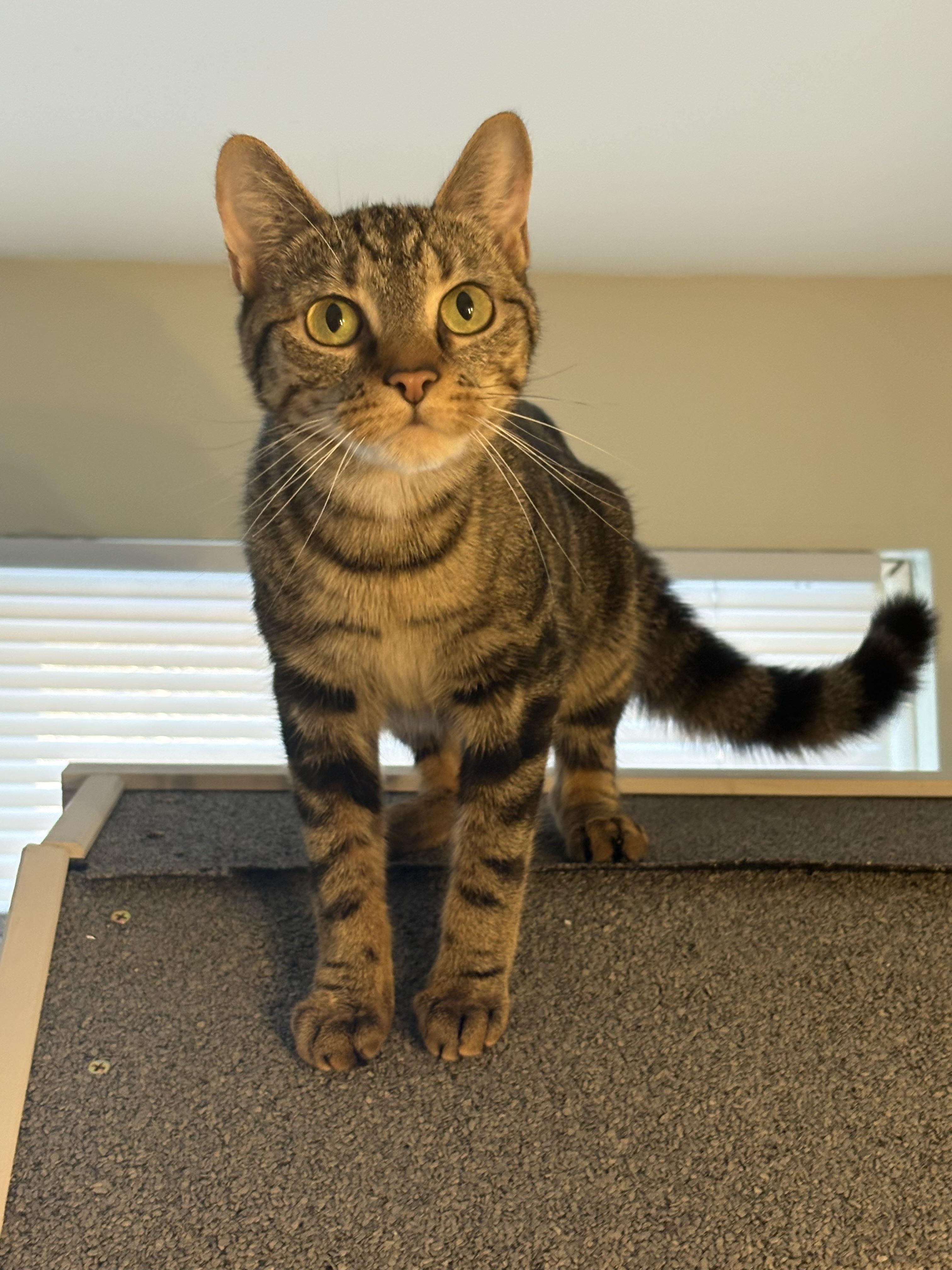 Enlarge Tessa, a ADOPTABLE Domestic Short Hair in Andover, CT image 3/6