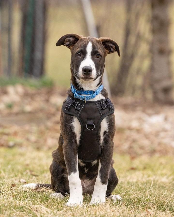 Enlarge Molasses, a Adoptable Pit Bull Terrier in Savage, MN image 1/6