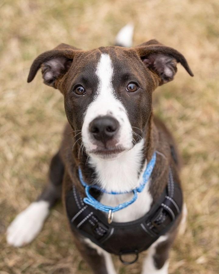 Enlarge Molasses, a Adoptable Pit Bull Terrier in Savage, MN image 2/6