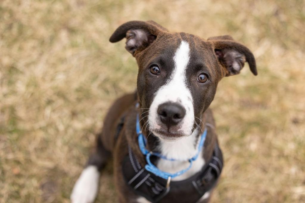Enlarge Molasses, a Adoptable Pit Bull Terrier in Savage, MN image 3/6