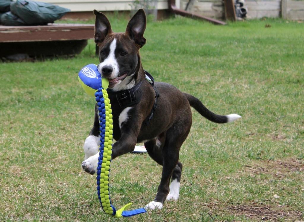 Enlarge Molasses, a Adoptable Pit Bull Terrier in Savage, MN image 4/6