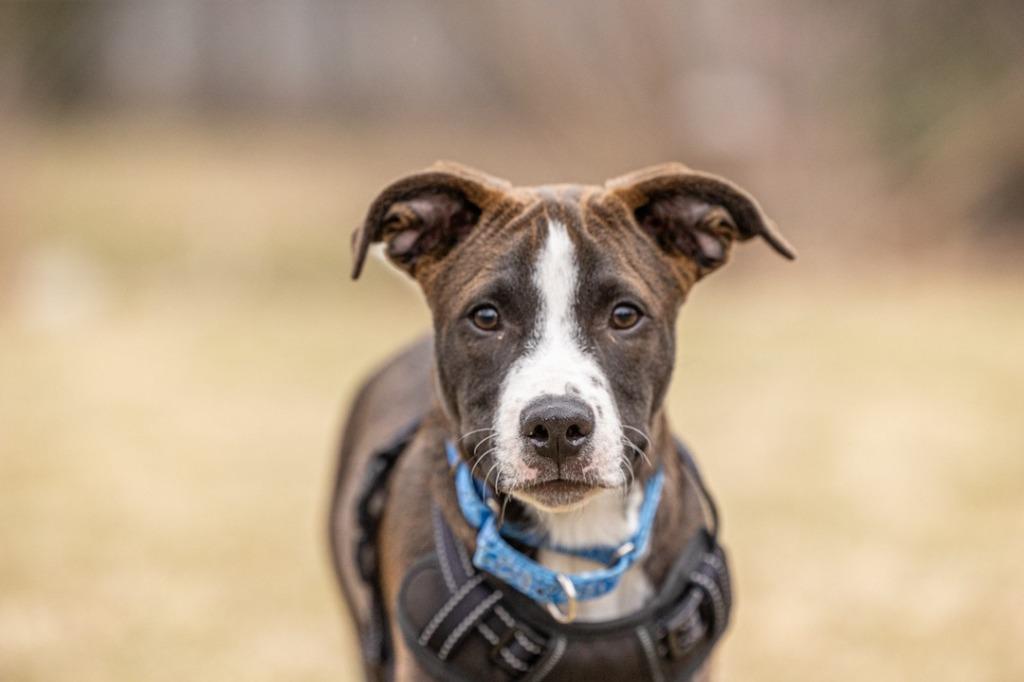 Enlarge Molasses, a Adoptable Pit Bull Terrier in Savage, MN image 4/6