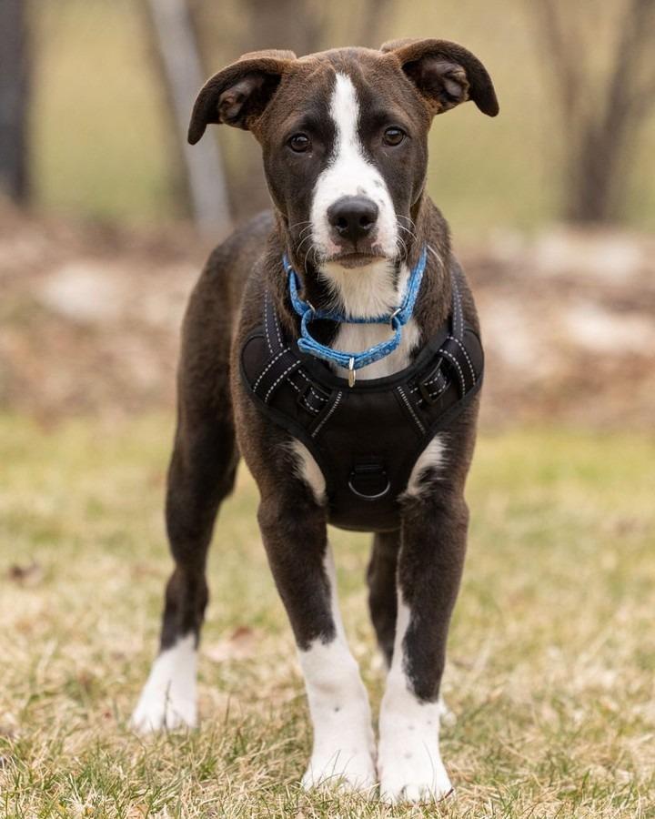 Enlarge Molasses, a Adoptable Pit Bull Terrier in Savage, MN image 5/6