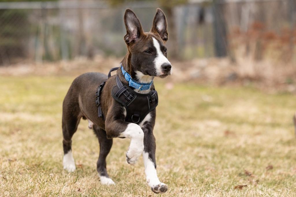 Enlarge Molasses, a Adoptable Pit Bull Terrier in Savage, MN image 6/6