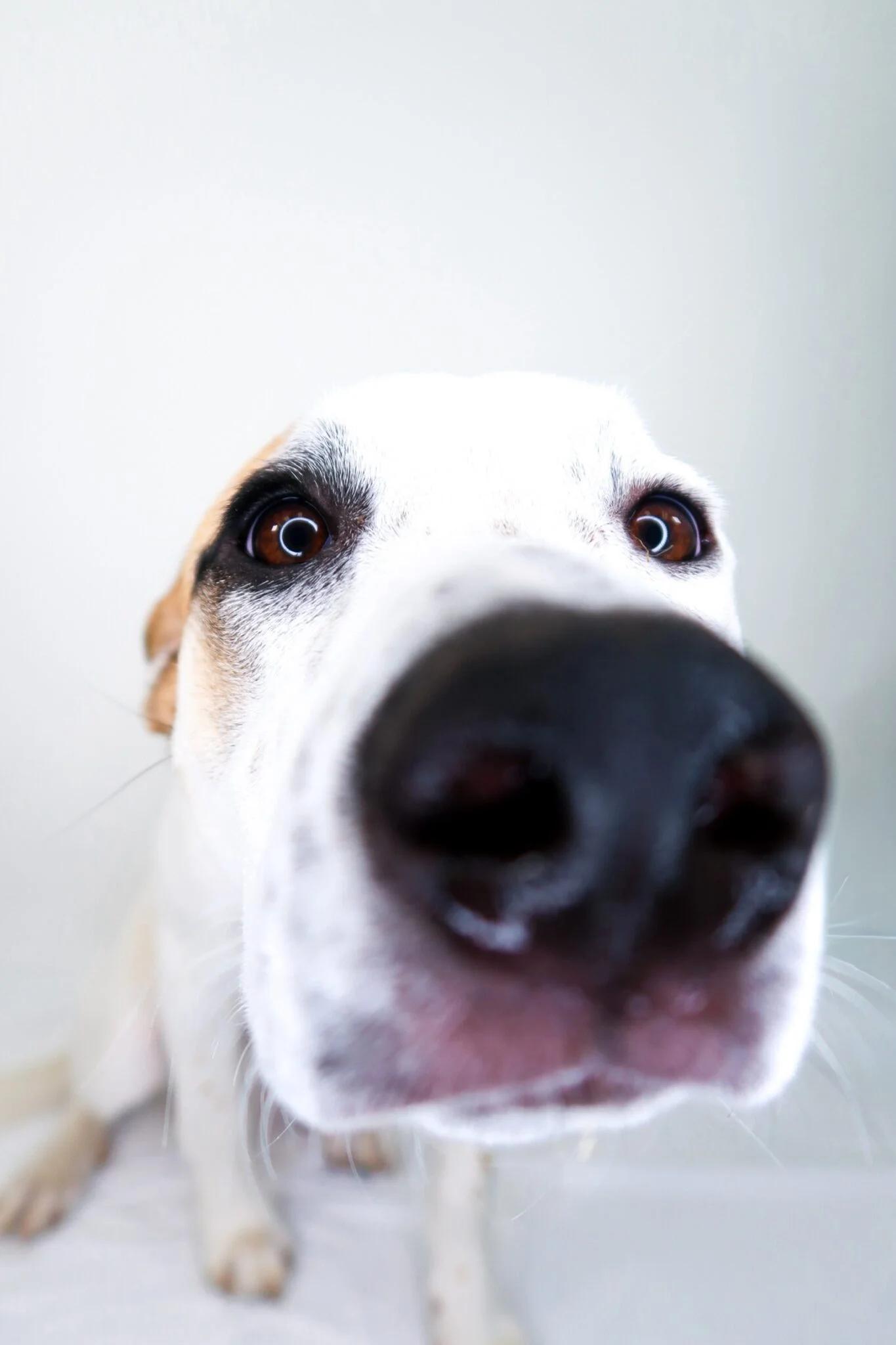 Enlarge Millie Bobbie Brown, a ADOPTABLE mixed breed in Bixby, OK image 6/6