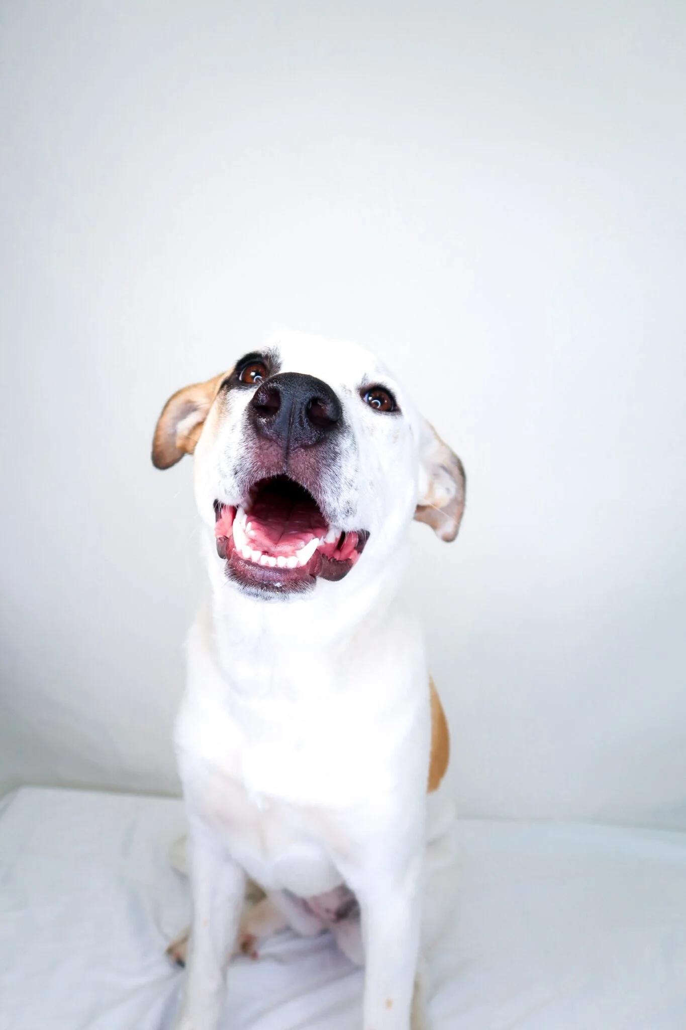 Enlarge Millie Bobbie Brown, a ADOPTABLE mixed breed in Bixby, OK image 3/6