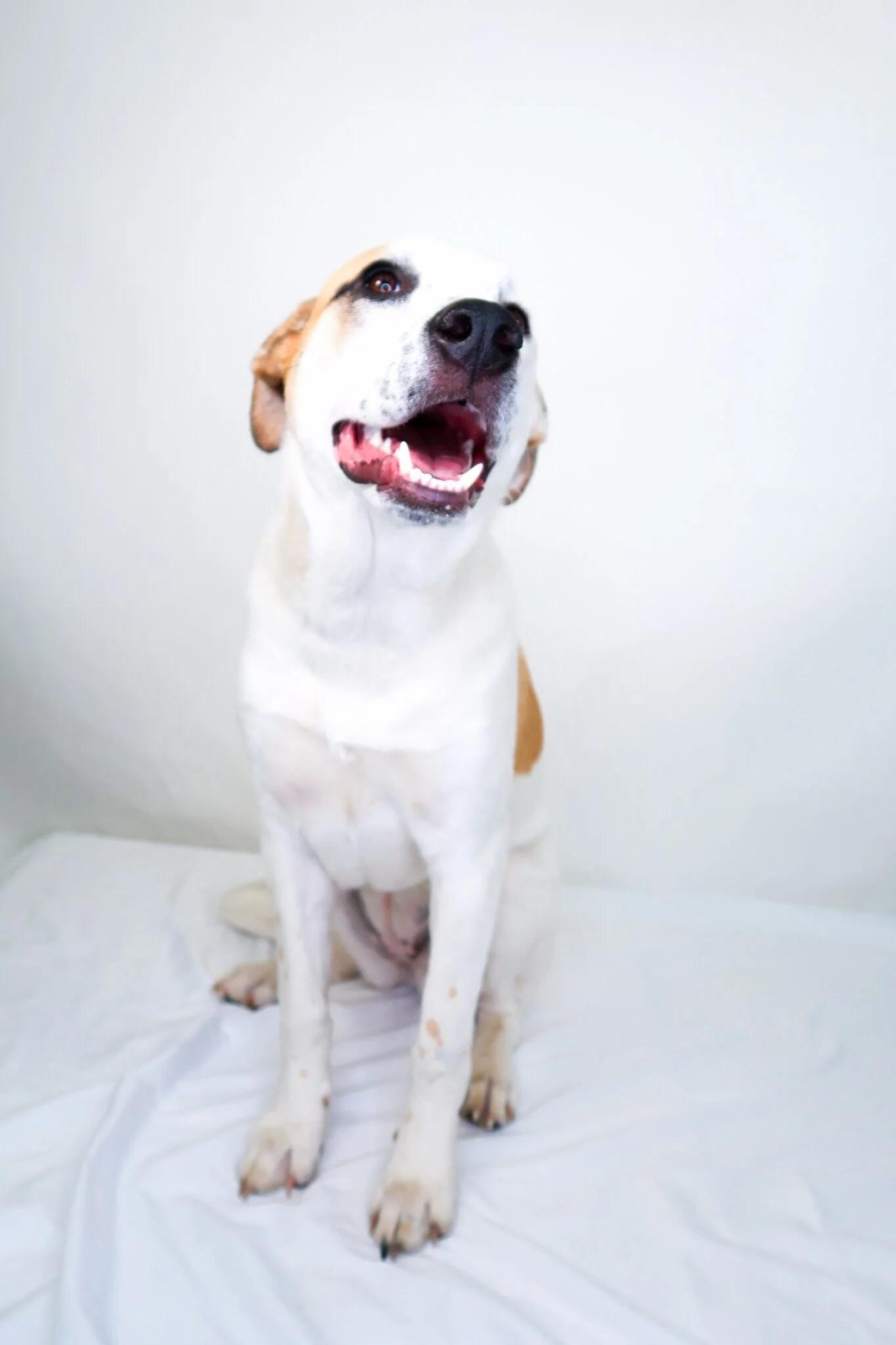 Enlarge Millie Bobbie Brown, a ADOPTABLE mixed breed in Bixby, OK image 5/6