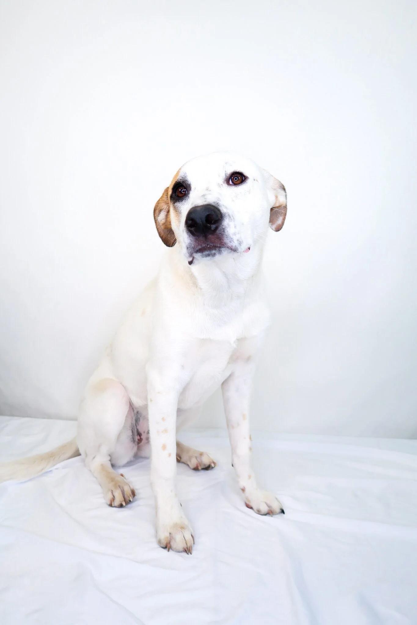 Enlarge Millie Bobbie Brown, a ADOPTABLE mixed breed in Bixby, OK image 1/6