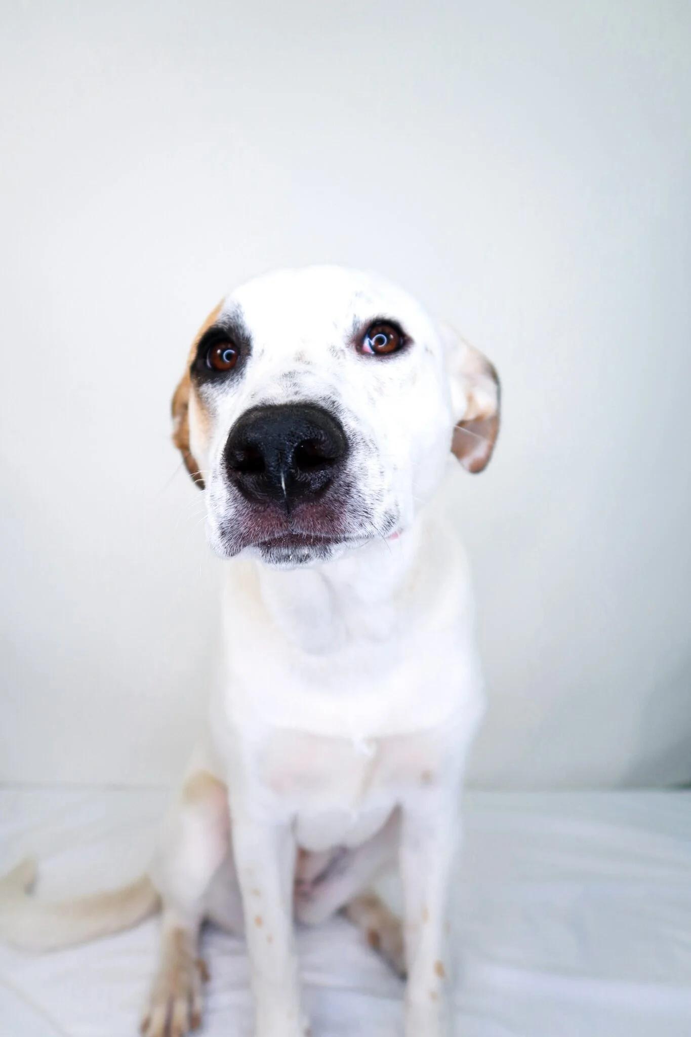 Enlarge Millie Bobbie Brown, a ADOPTABLE mixed breed in Bixby, OK image 4/6