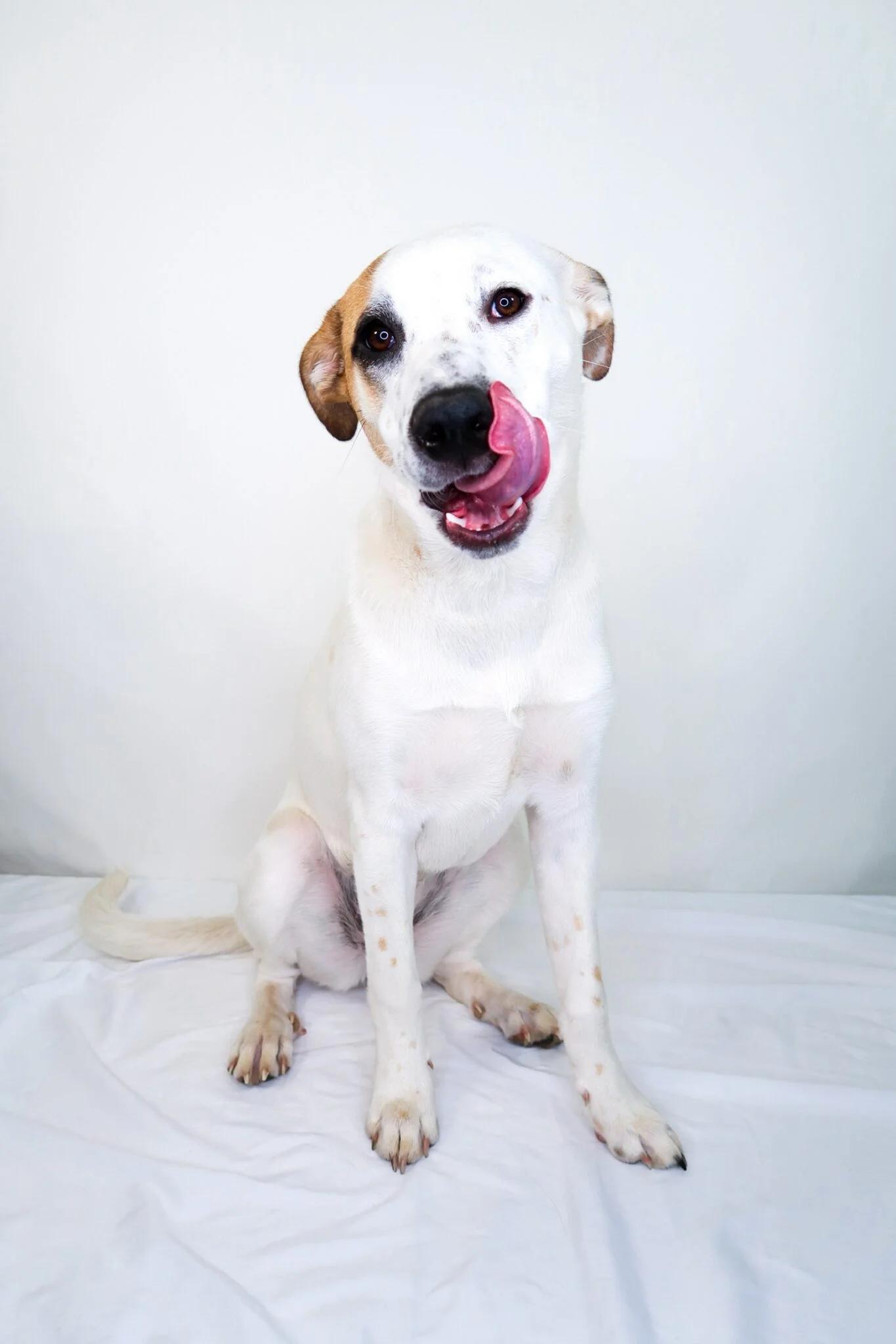 Enlarge Millie Bobbie Brown, a ADOPTABLE mixed breed in Bixby, OK image 2/6