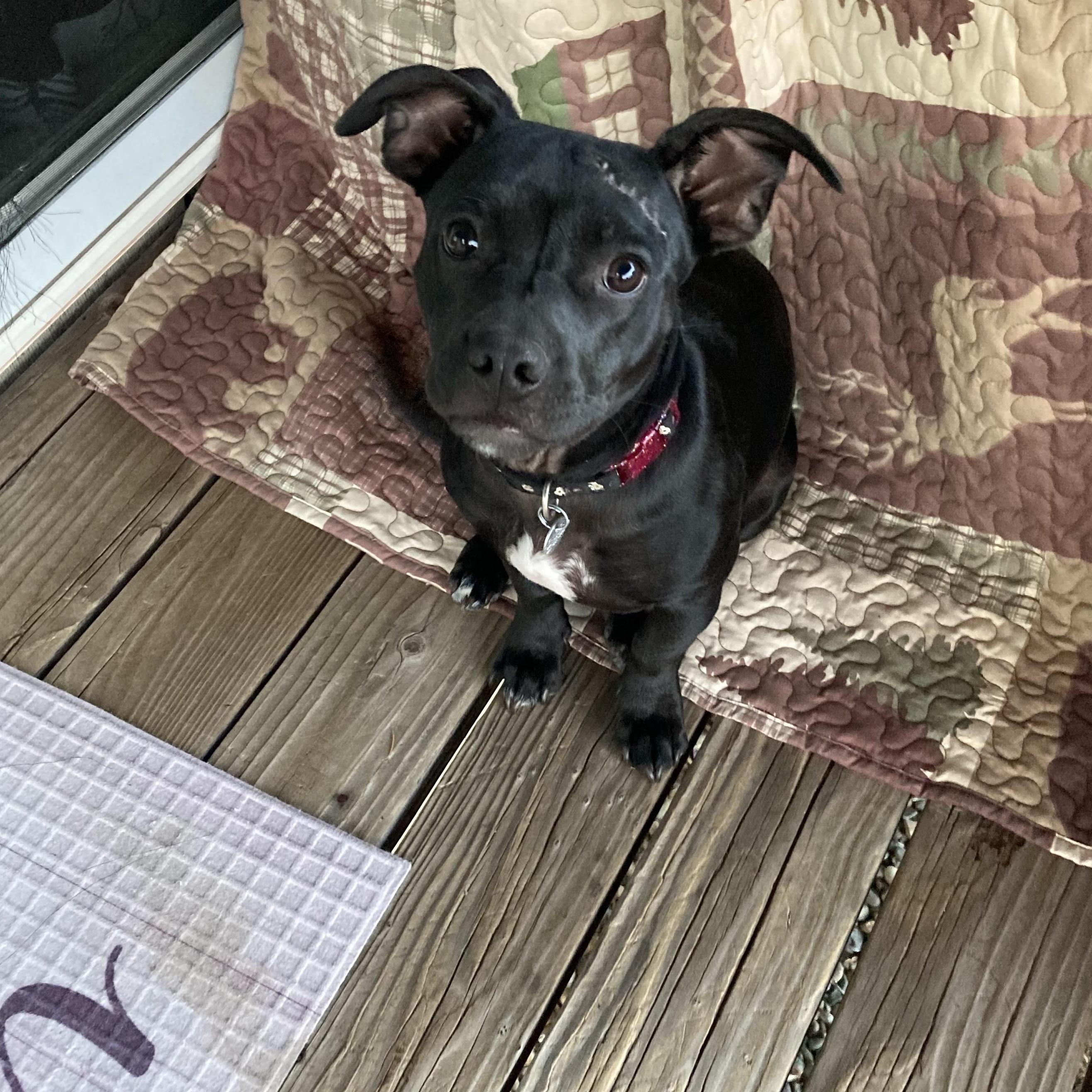 Enlarge Little girl, an adopted mixed breed in Sonora, CA image 3/4