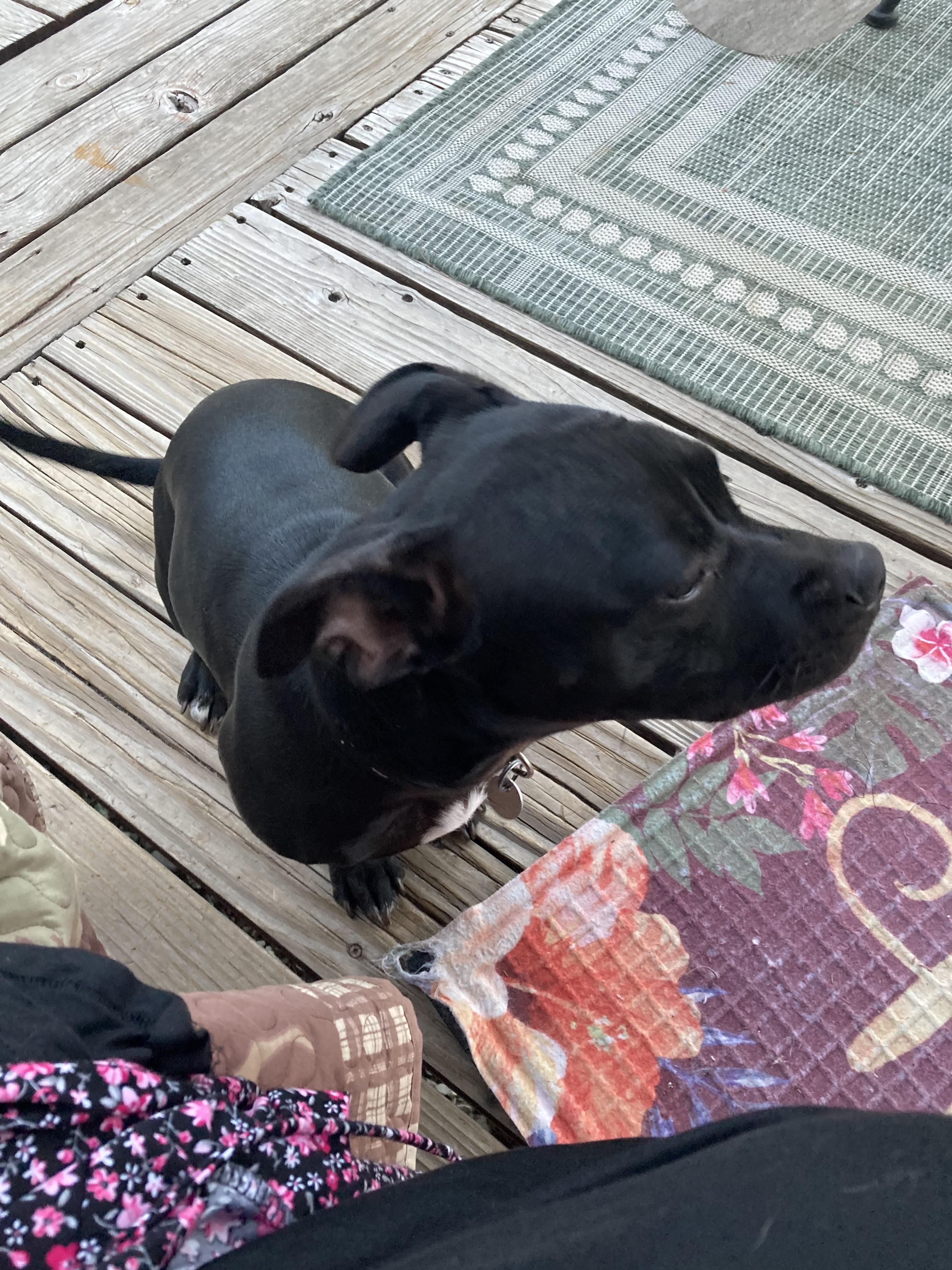 Enlarge Little girl, an adopted mixed breed in Sonora, CA image 2/4