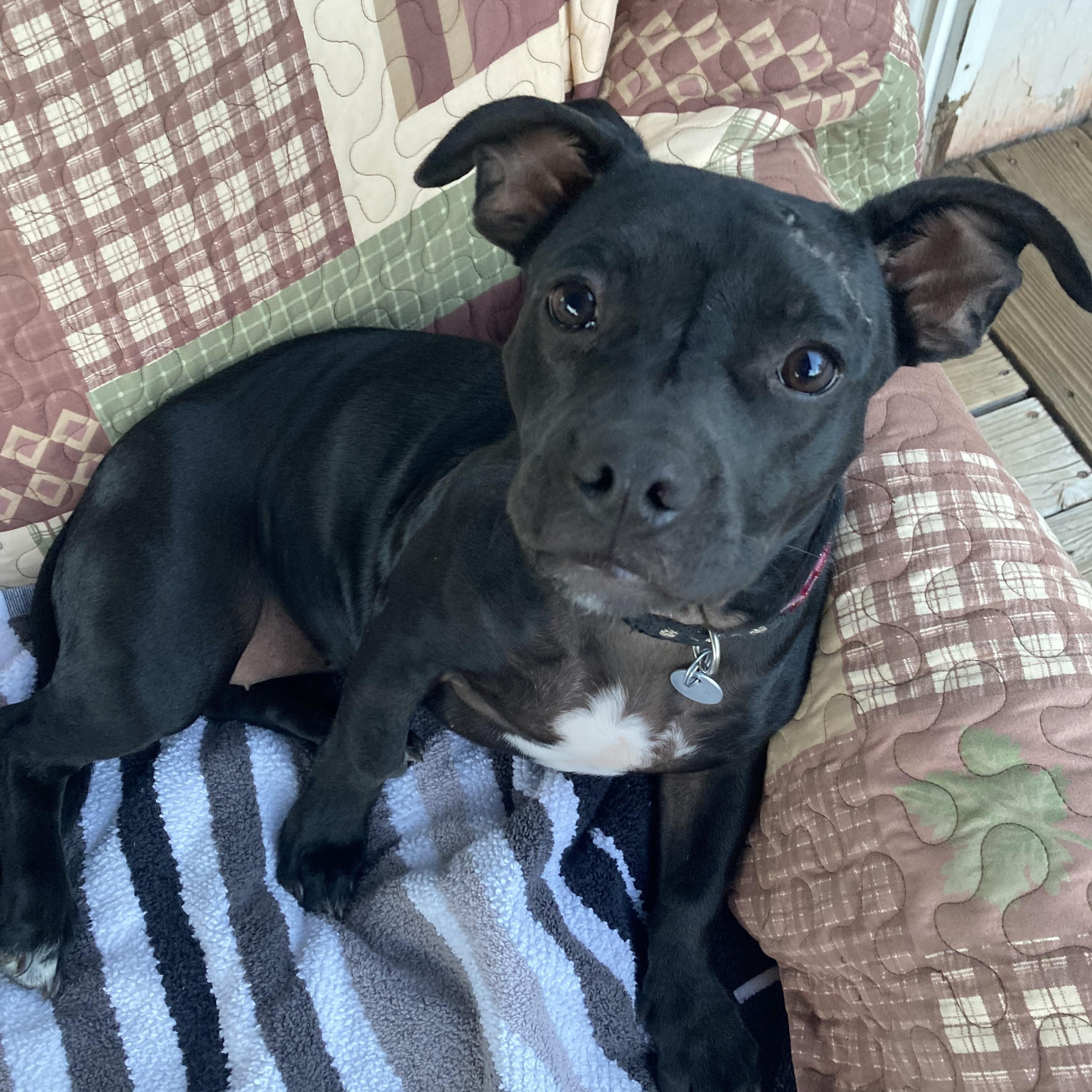 Enlarge Little girl, an adopted mixed breed in Sonora, CA image 1/4