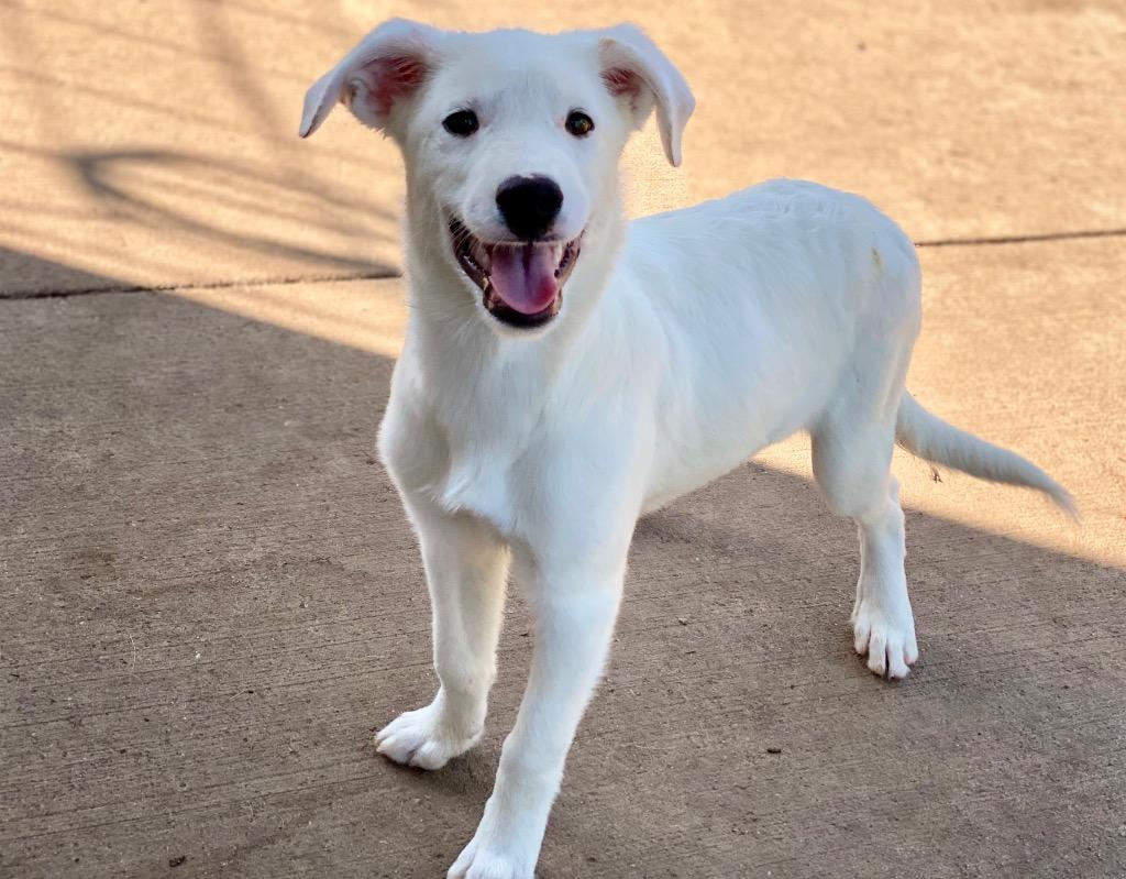 Cordelia, Adoptable, Puppy Female Australian Shepherd & Mixed Breed.