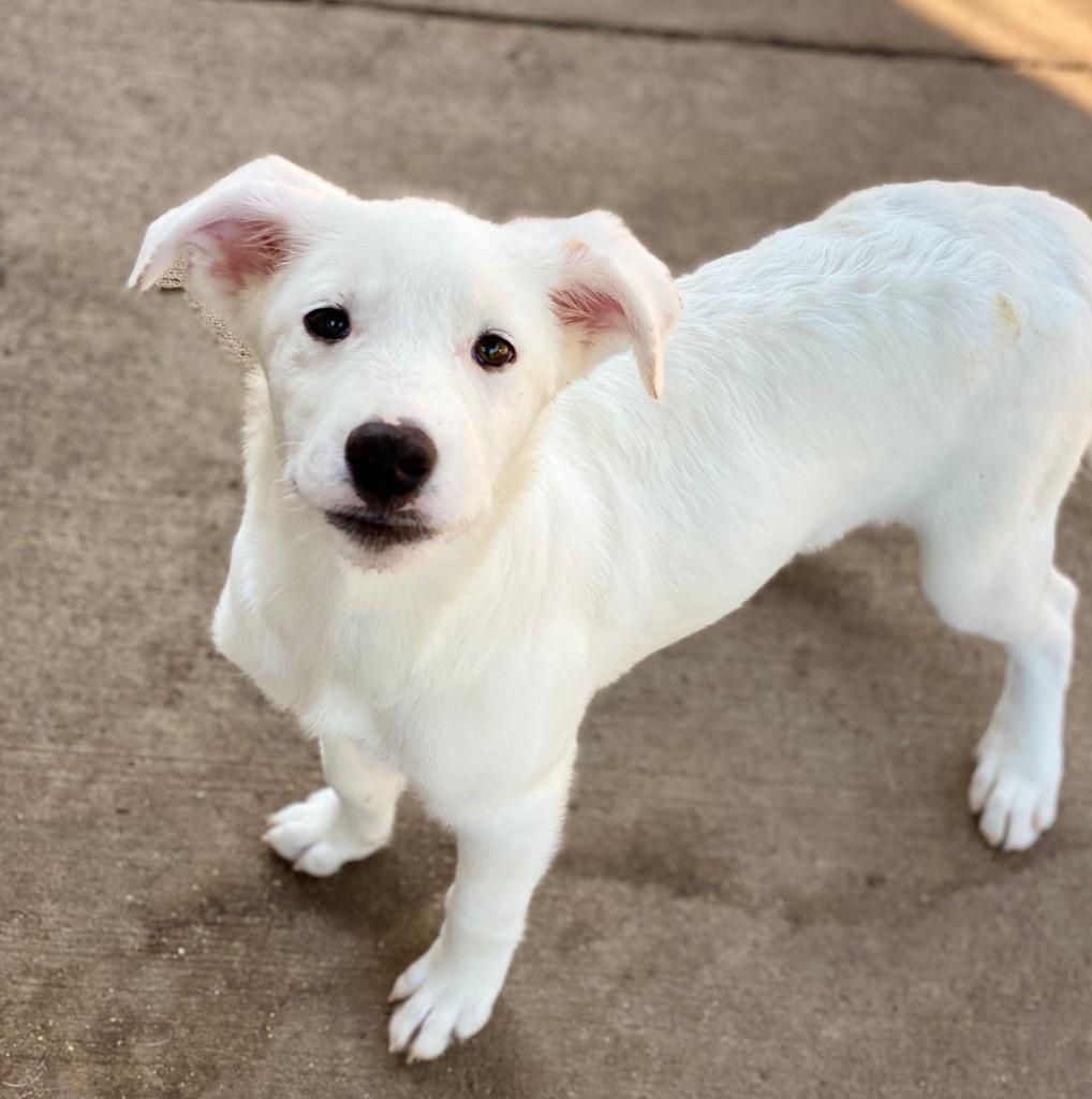 Enlarge Cordelia, a Adoptable mixed breed in Urbandale, IA image 2/2