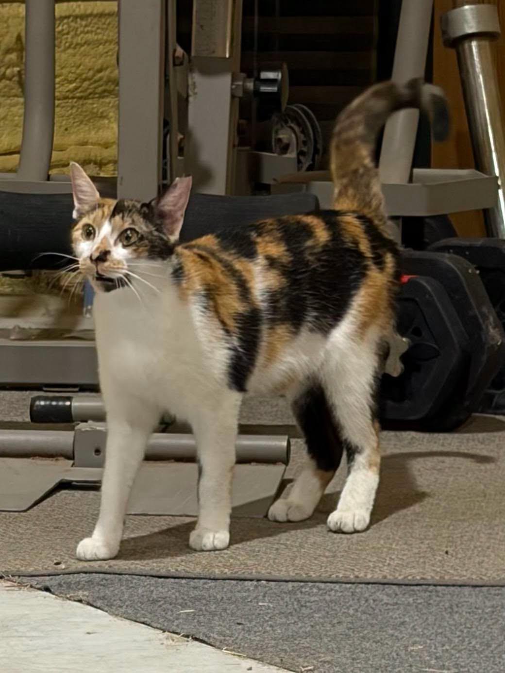 Enlarge Sassy, a Adoptable mixed breed in Midlothian, TX image 2/3