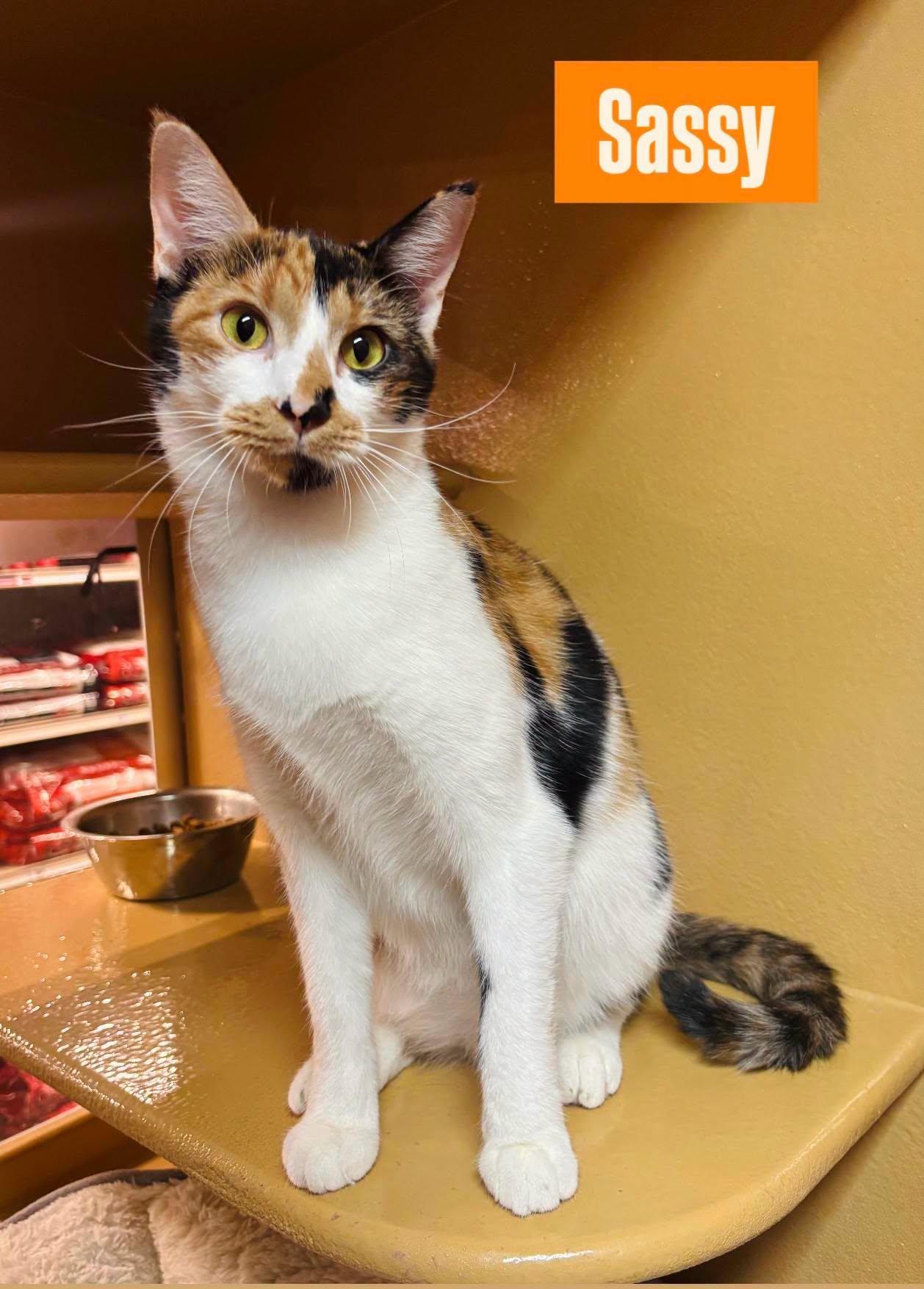 Enlarge Sassy, a Adoptable mixed breed in Midlothian, TX image 1/3