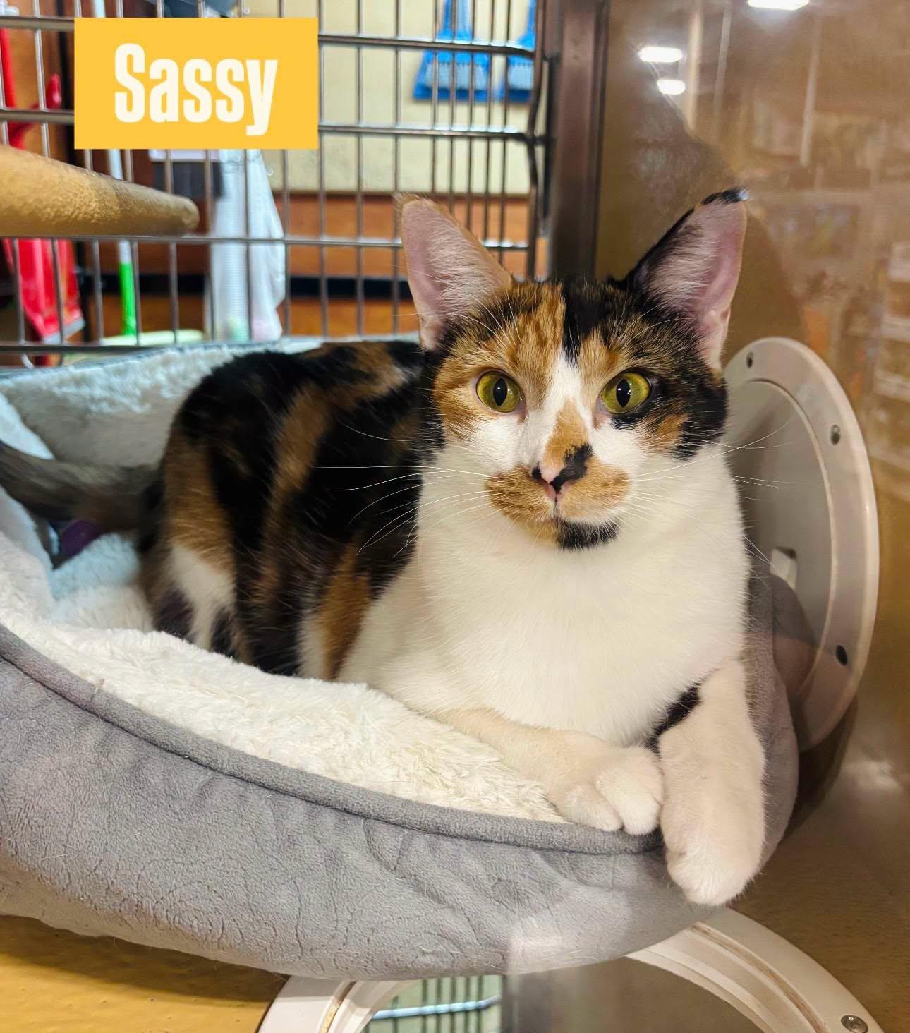 Enlarge Sassy, a Adoptable mixed breed in Midlothian, TX image 3/3