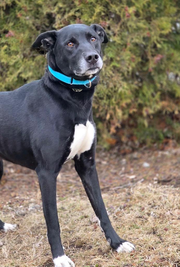 Enlarge Otis, a Adoptable mixed breed in Huntington, IN image 1/3
