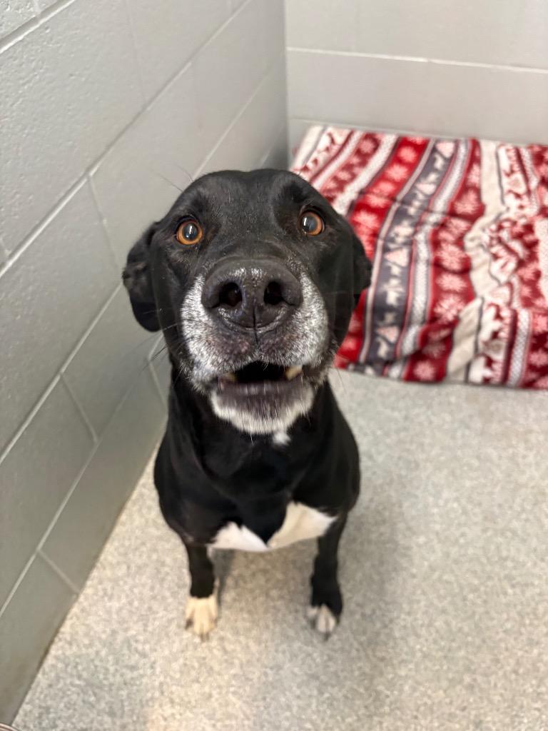 Enlarge Otis, a Adoptable mixed breed in Huntington, IN image 2/3