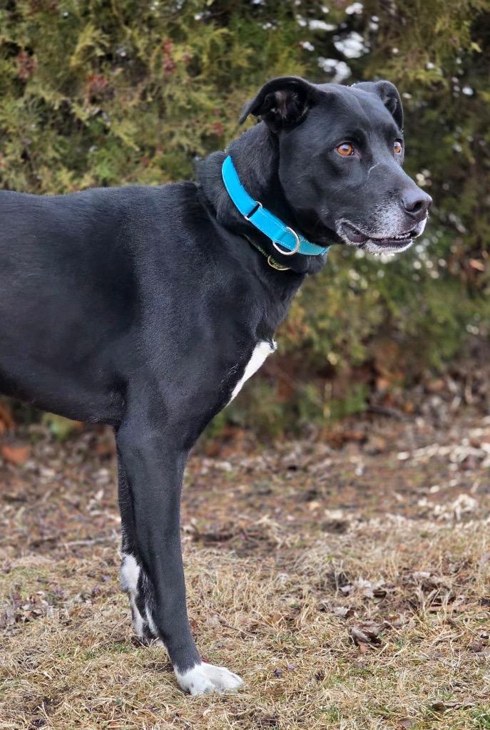 Enlarge Otis, a Adoptable mixed breed in Huntington, IN image 3/3