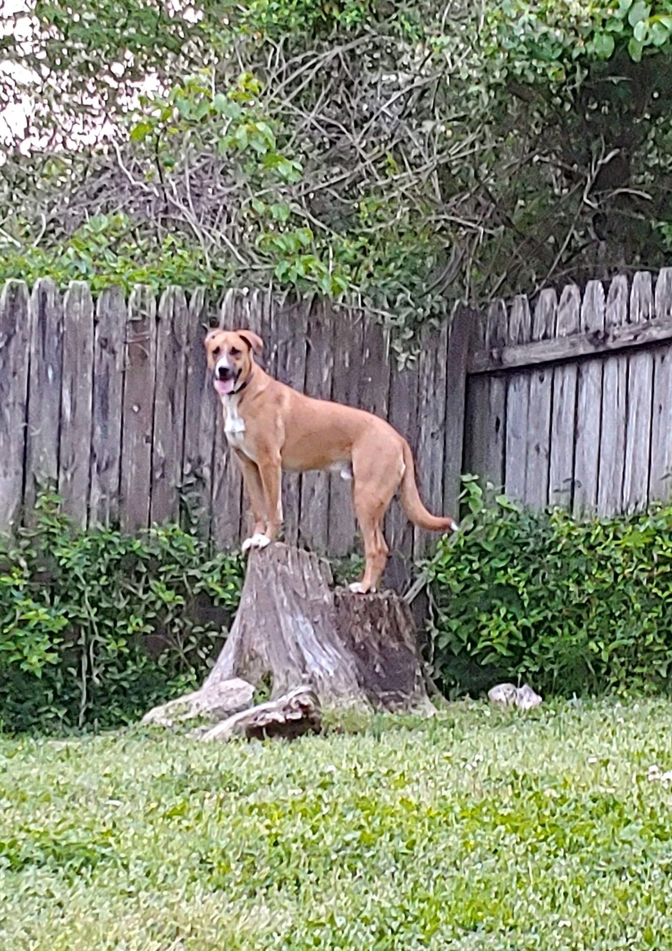 Mercury