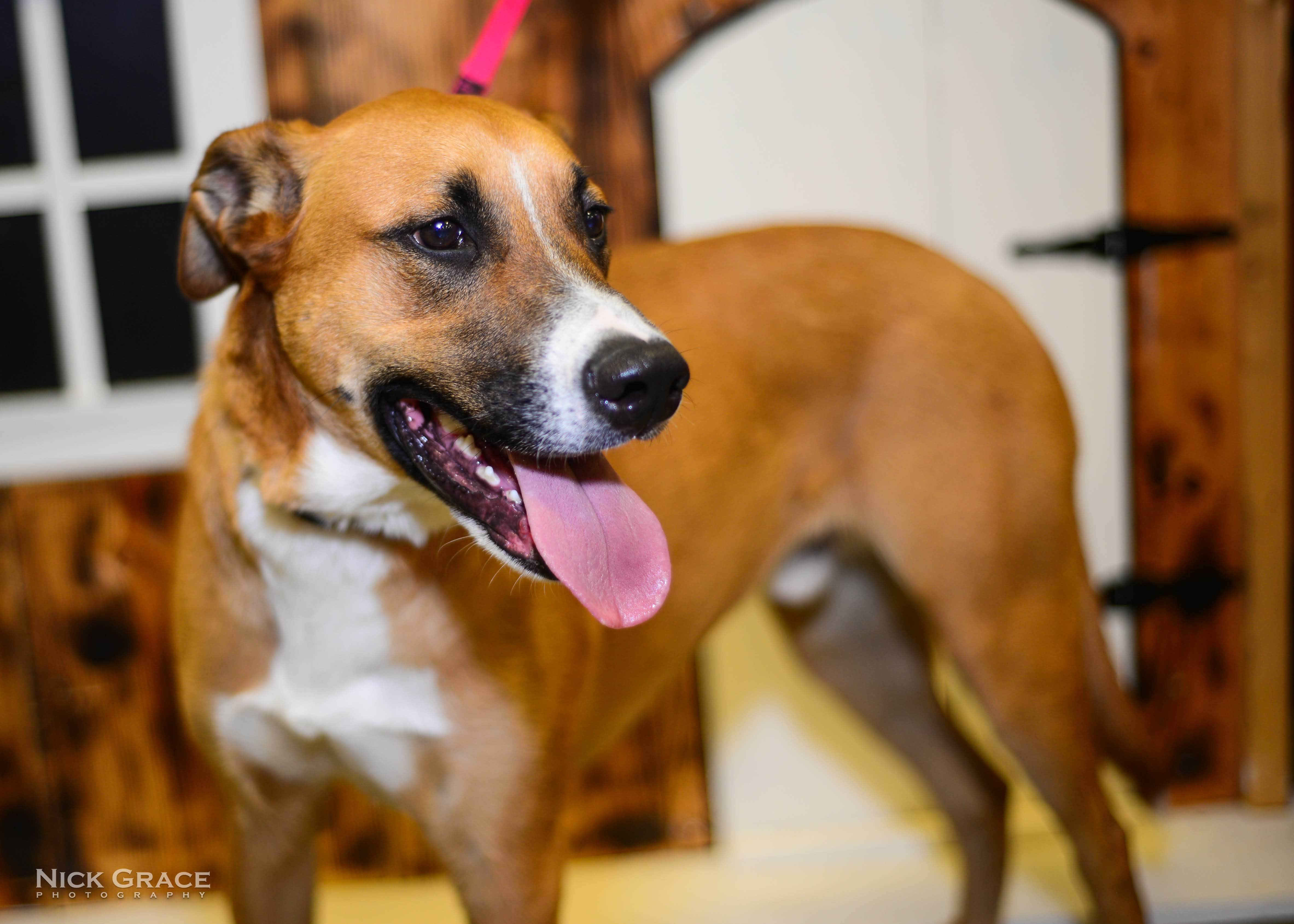 Mercury, a Adoptable mixed breed in Hendersonville, TN image 3/10