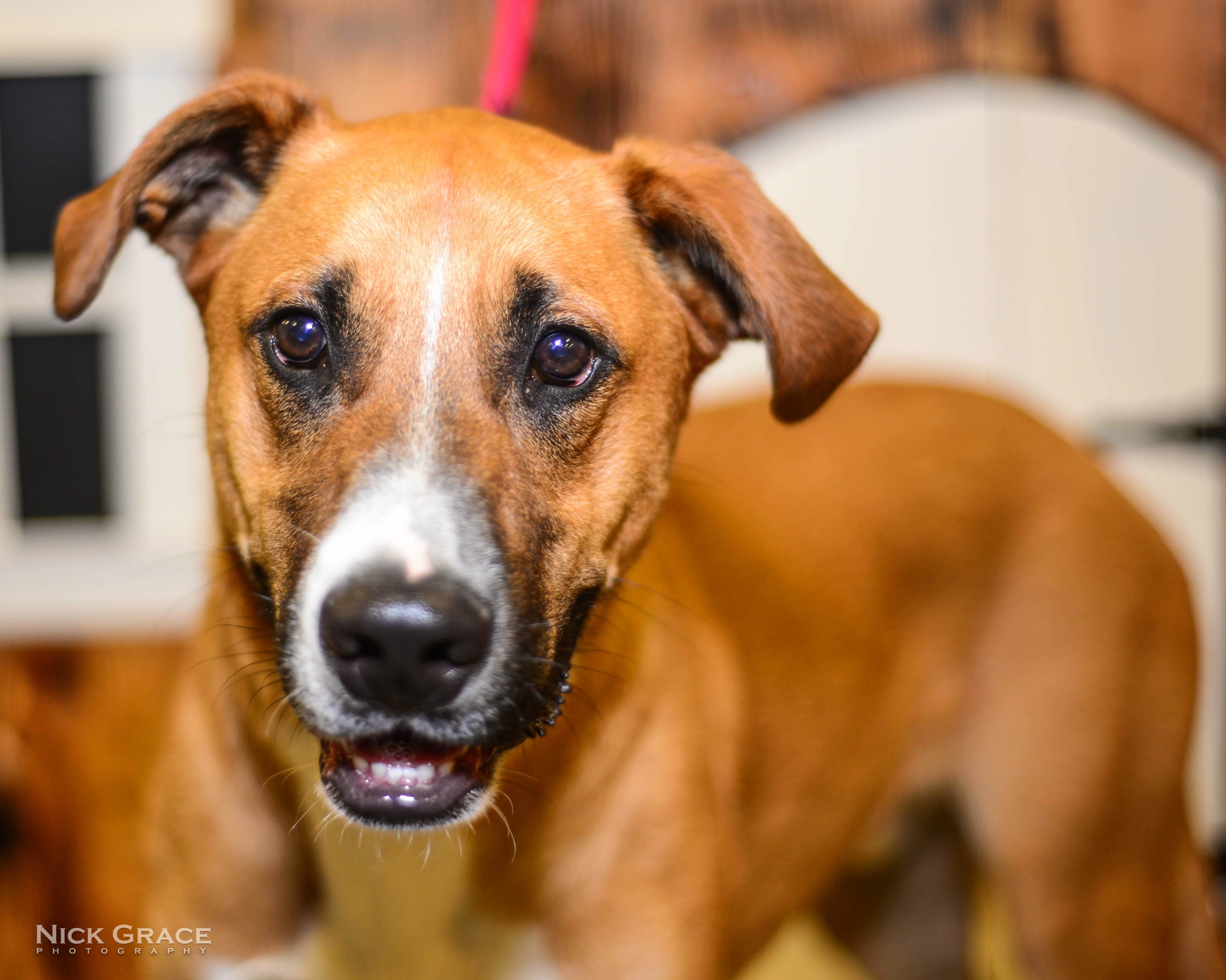 Mercury, a Adoptable mixed breed in Hendersonville, TN image 5/10