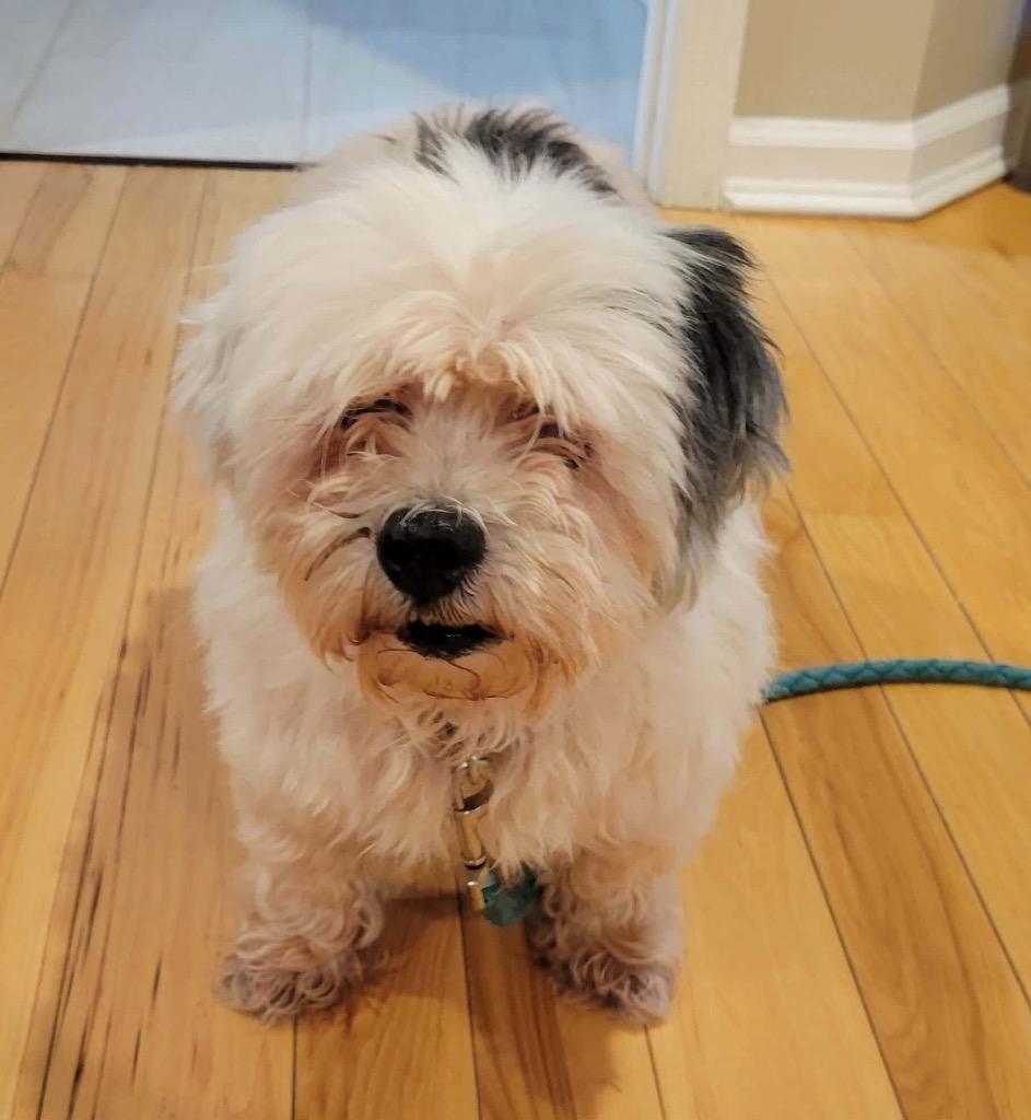 Enlarge Emma, a Adopted mixed breed in Crossville, TN image 1/6