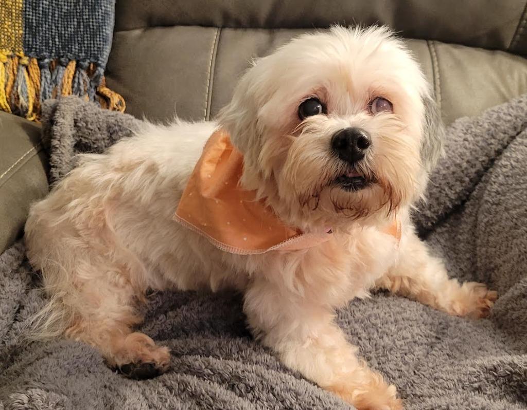 Emma, Adopted, Senior Female Maltese & Shih Tzu.