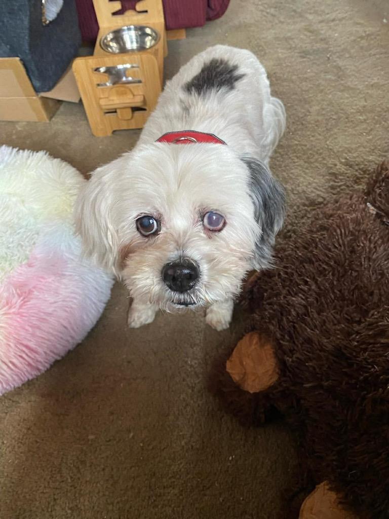 Enlarge Emma, a Adopted mixed breed in Crossville, TN image 2/6