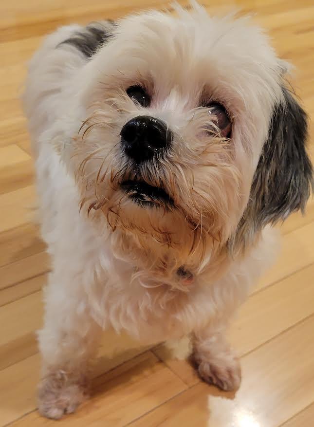 Enlarge Emma, a Adopted mixed breed in Crossville, TN image 5/6