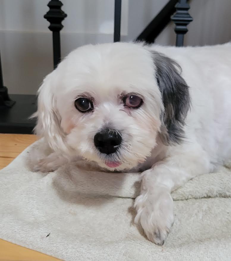 Enlarge Emma, a Adopted mixed breed in Crossville, TN image 6/6